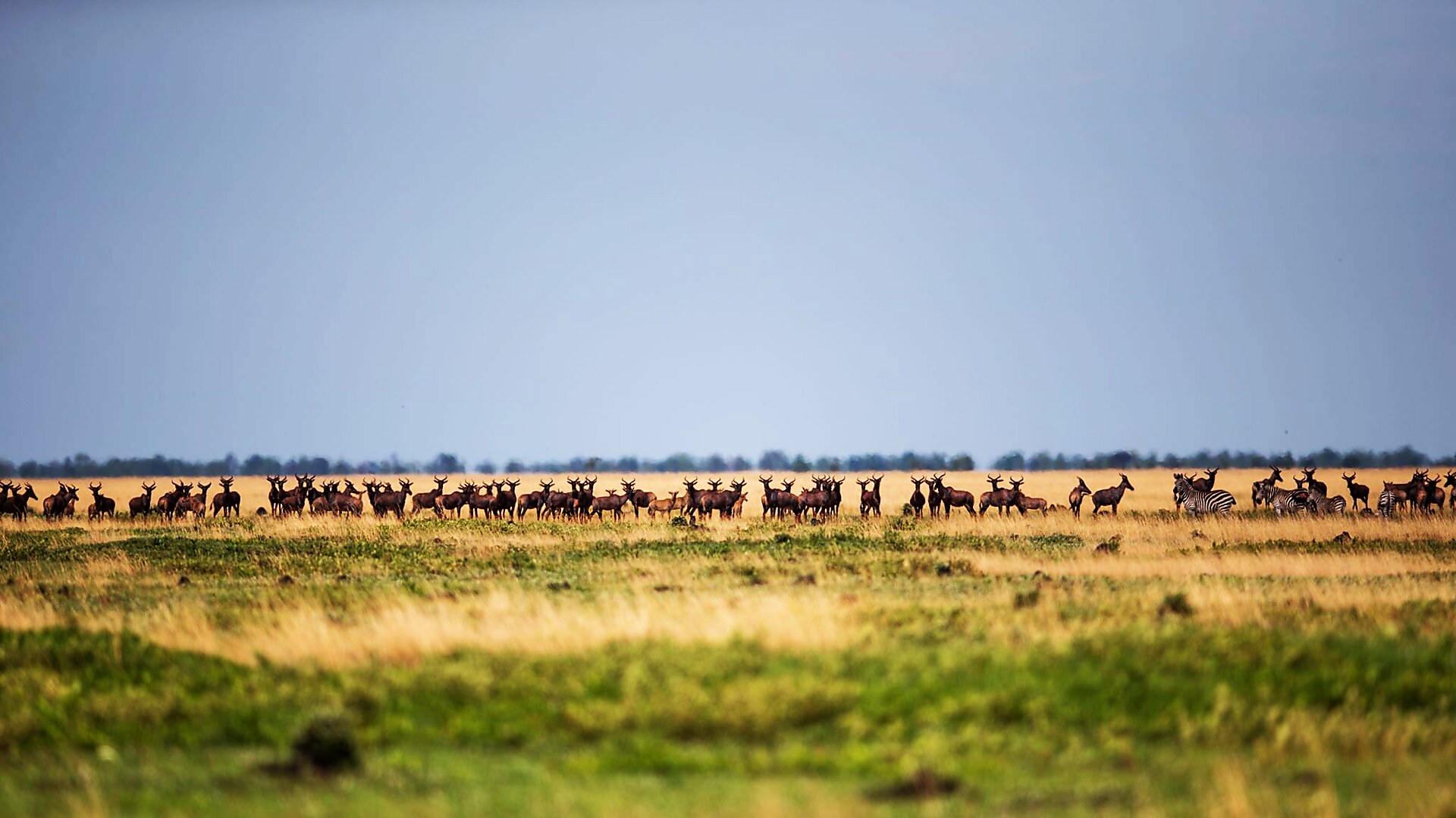 King Lewanika Lodge