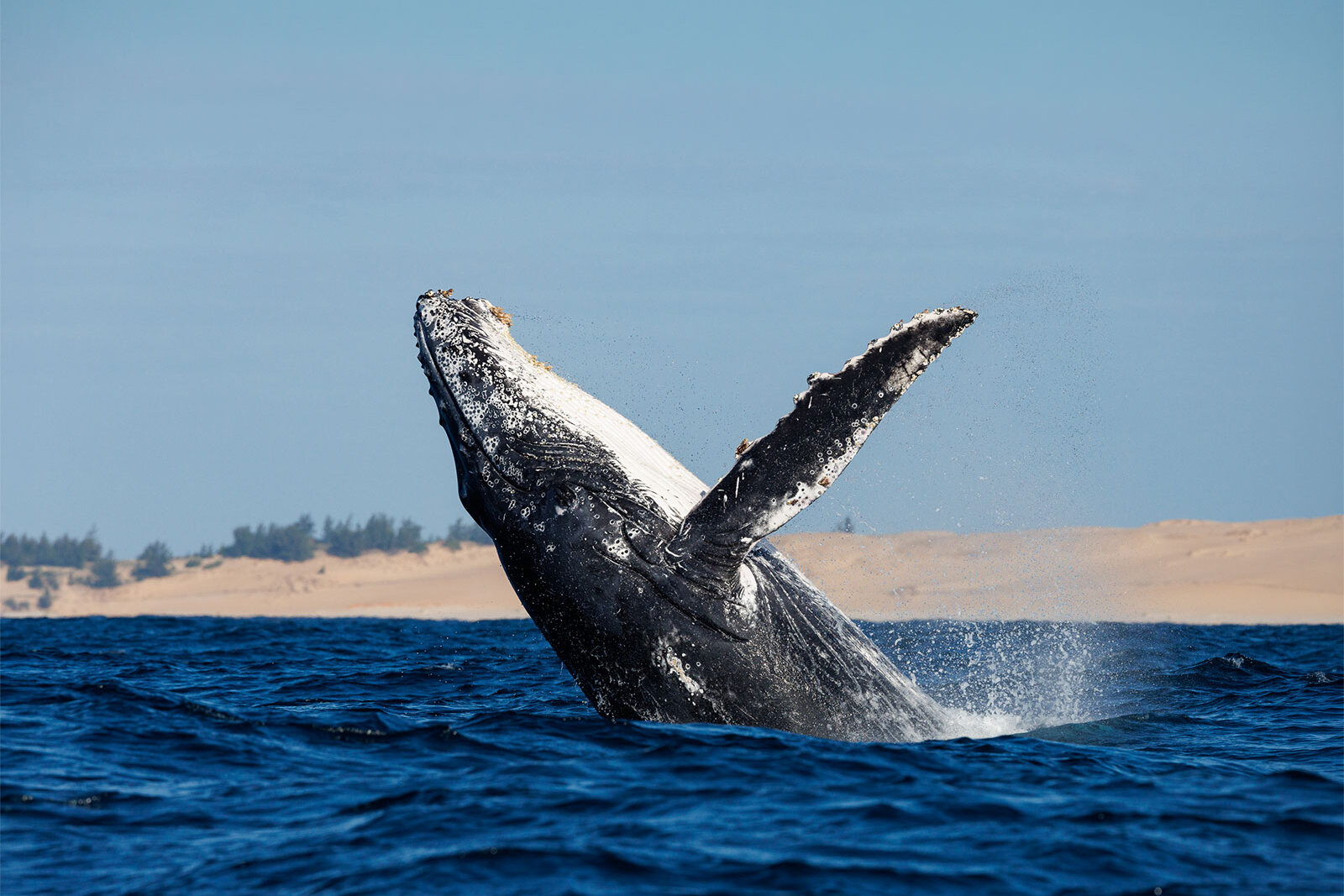 A humpback whale breaching in the Indian Ocean off Benguerra Island near Kisawa Sanctuary, Mozambique