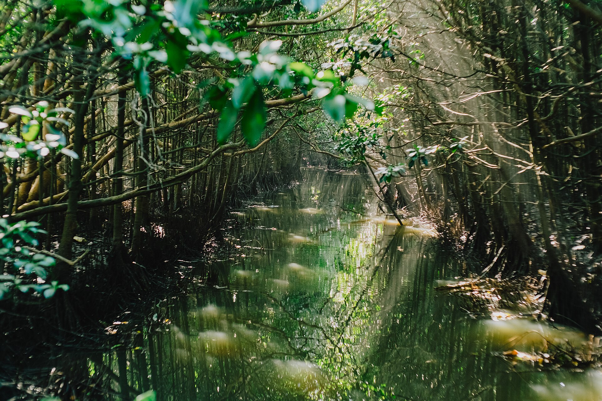 Dense mangrove forest reflected in the still water of a Maputaland lake channel