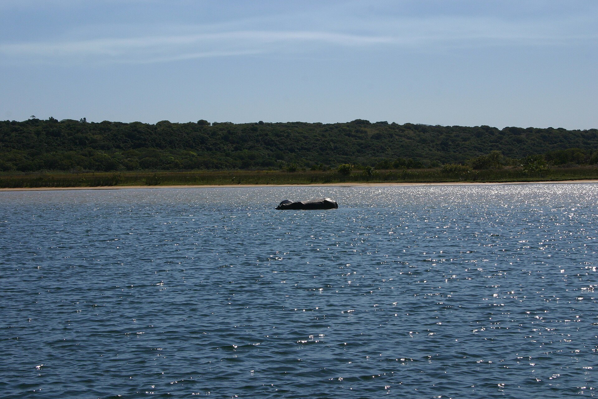 A hippo in a lake fringed by coastal forest at Kosi Bay