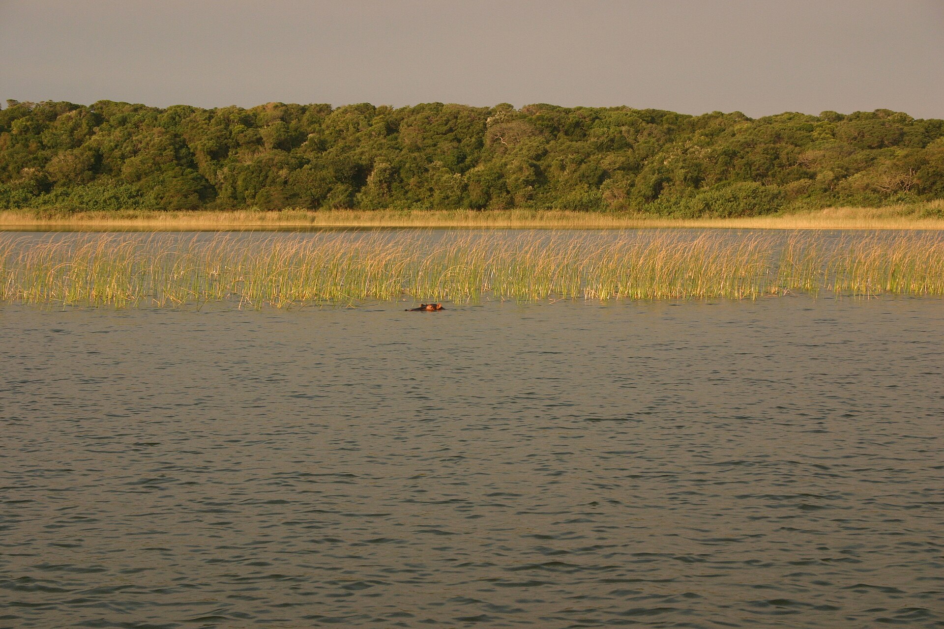A hippo in the still water of a forest-fringed lake at Kosi Bay