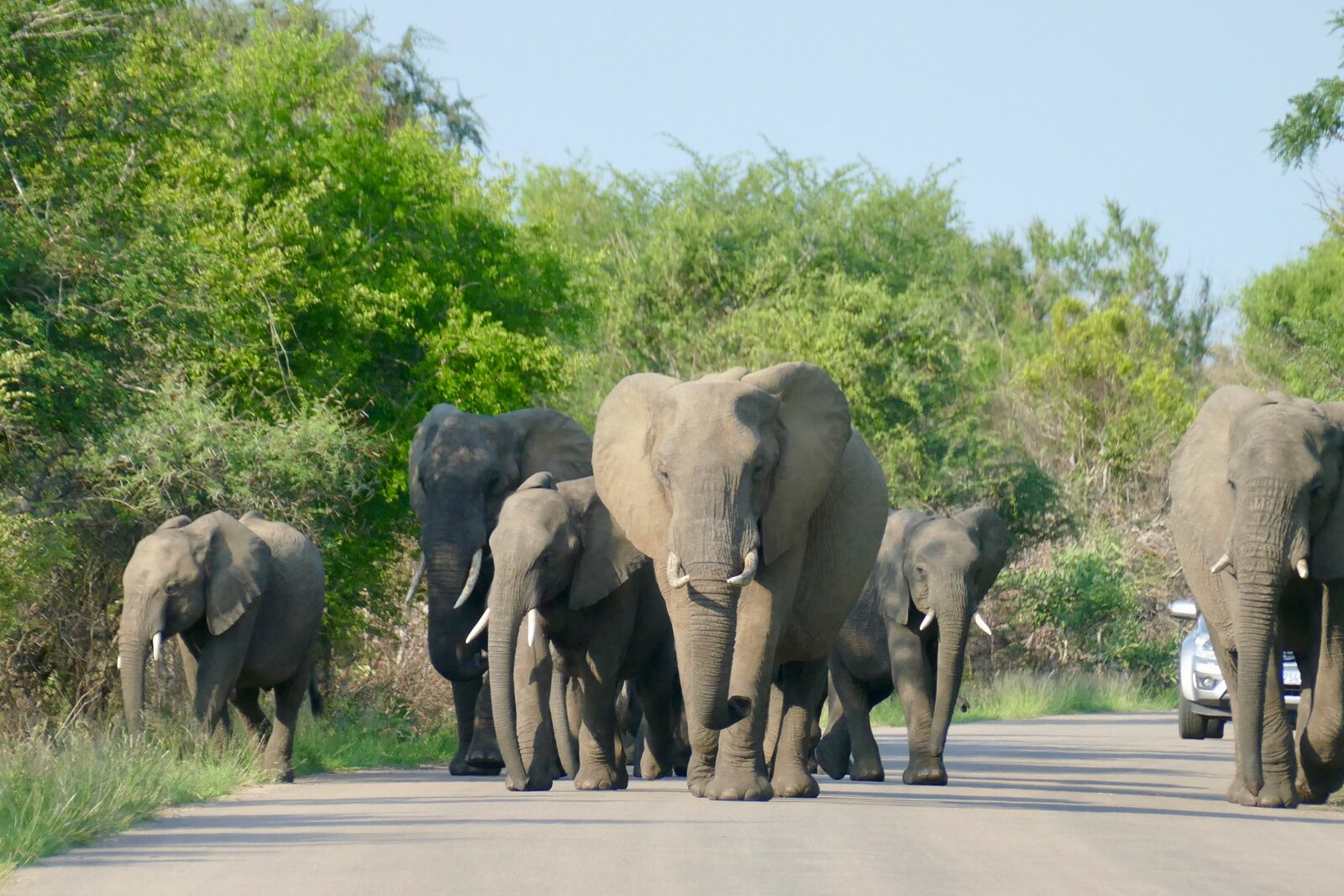 Elephant herd with calf on a family safari