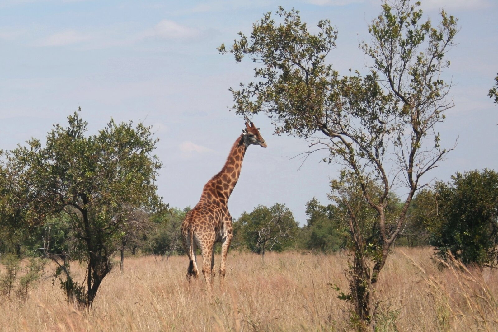 A giraffe browsing in the bushveld