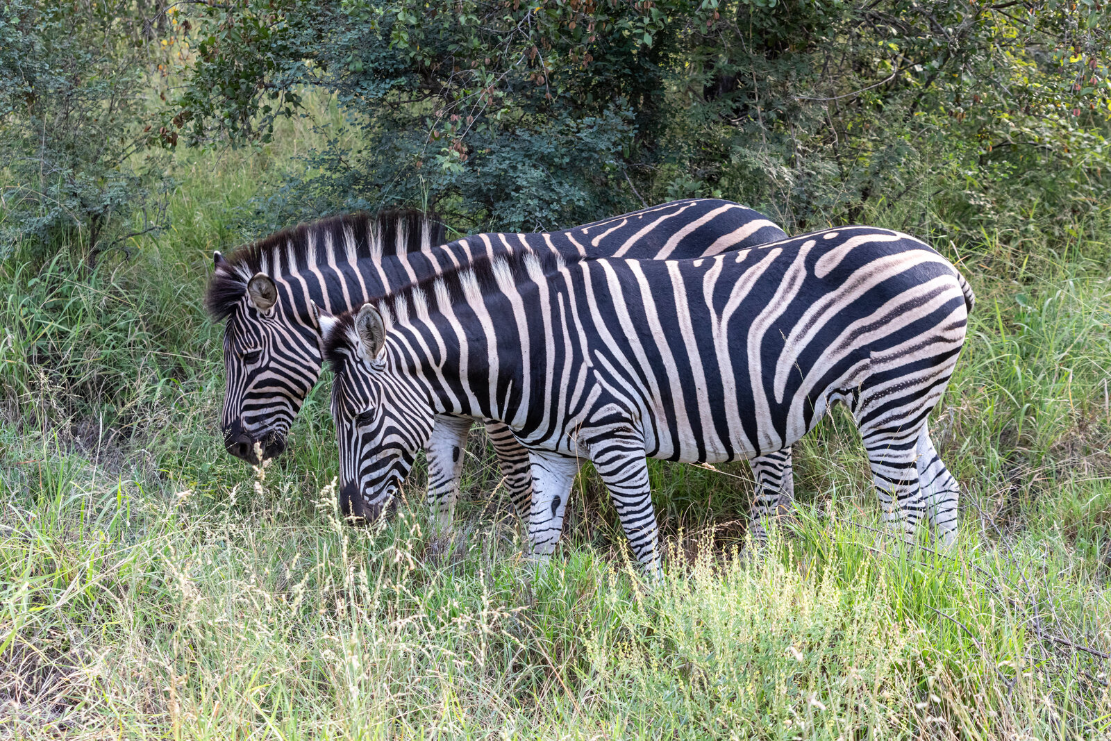 A herd of zebra on the open plains