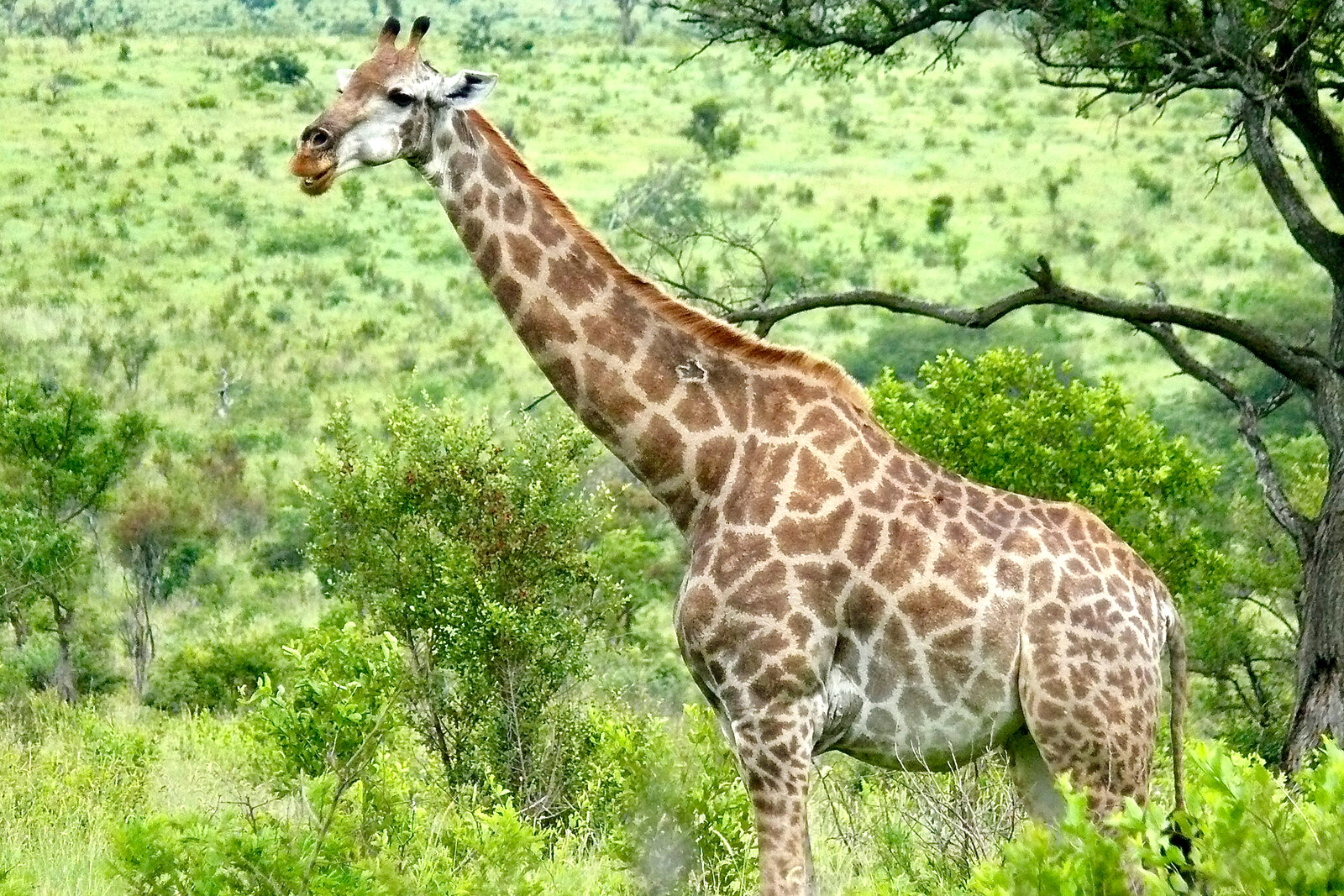 A giraffe browsing on trees beside a quiet park road