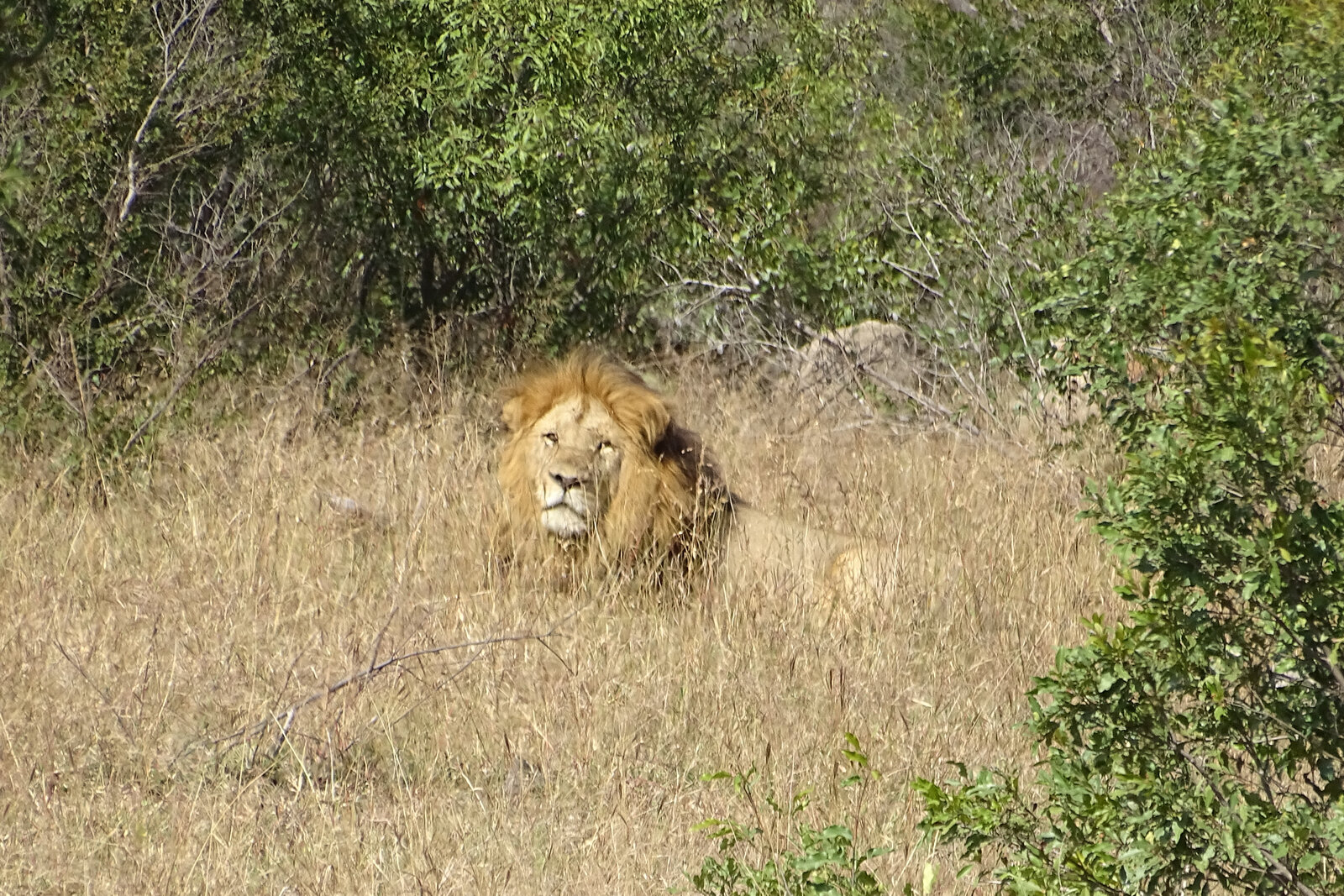 Lion pride resting near a vehicle in the Greater Kruger