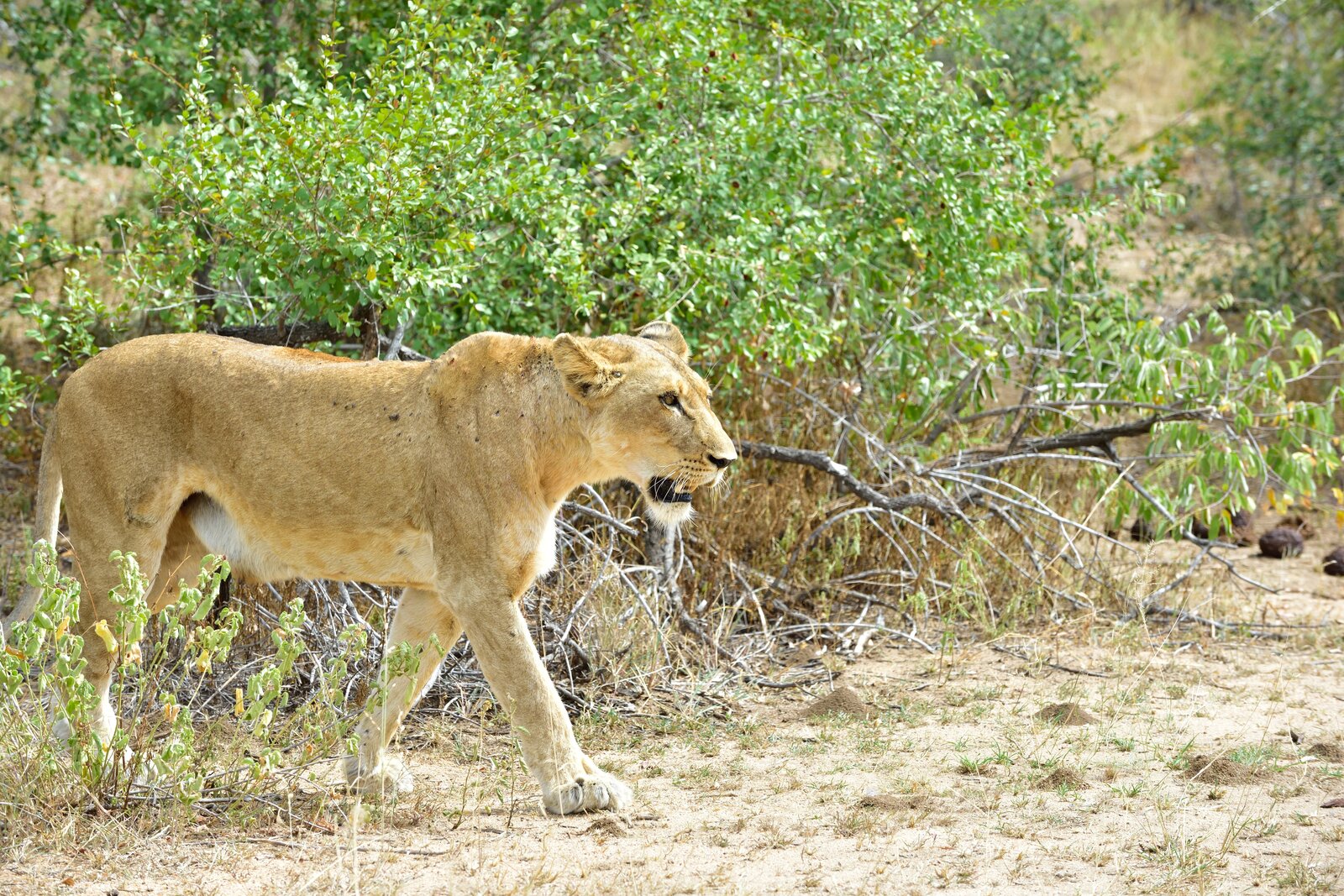 A lion in a private Greater Kruger reserve