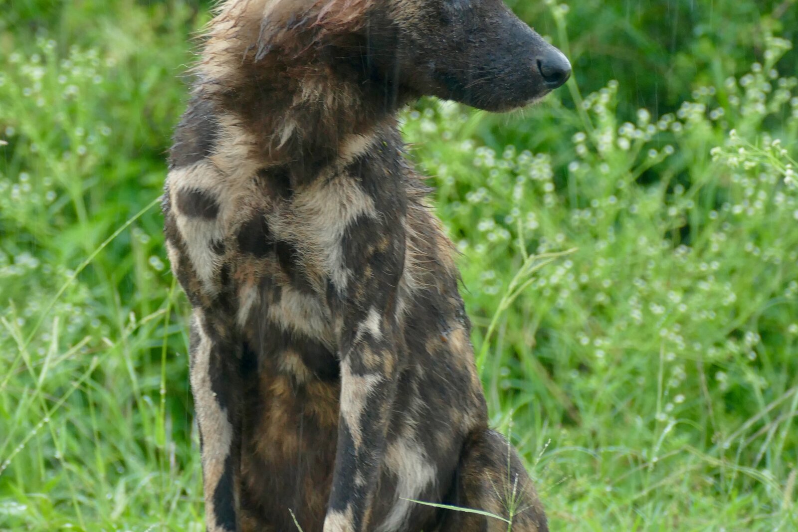 Wild dogs in a private Greater Kruger reserve
