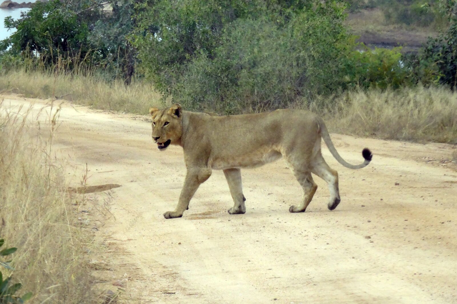 A lioness walking on the road
