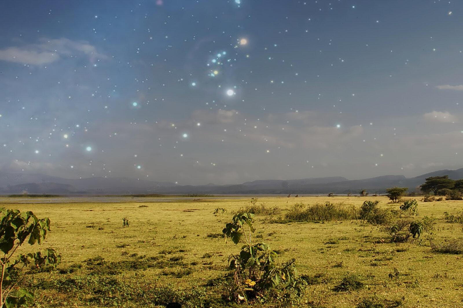 A sky full of stars over the open savanna at night
