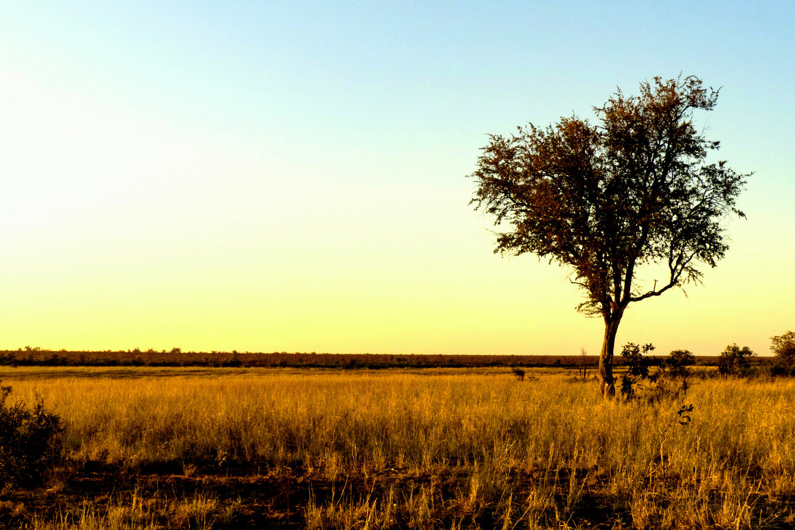 A lone tree on golden grassland at sunset