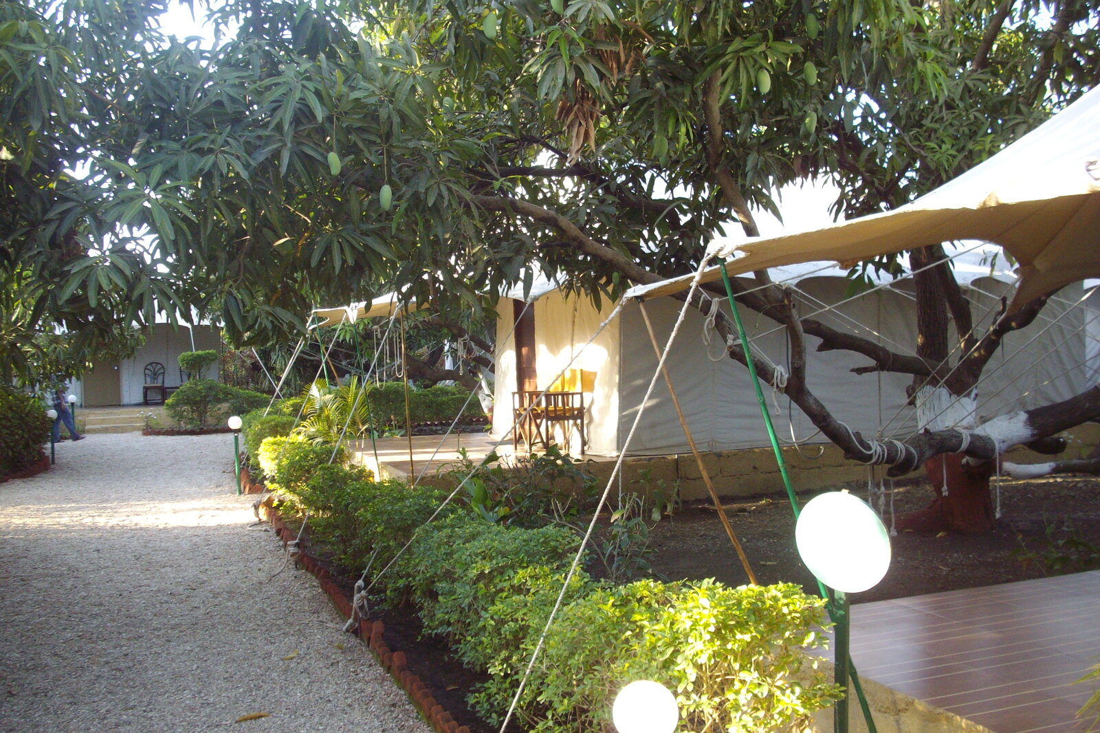 Safari tents beneath trees at a Kruger rest camp