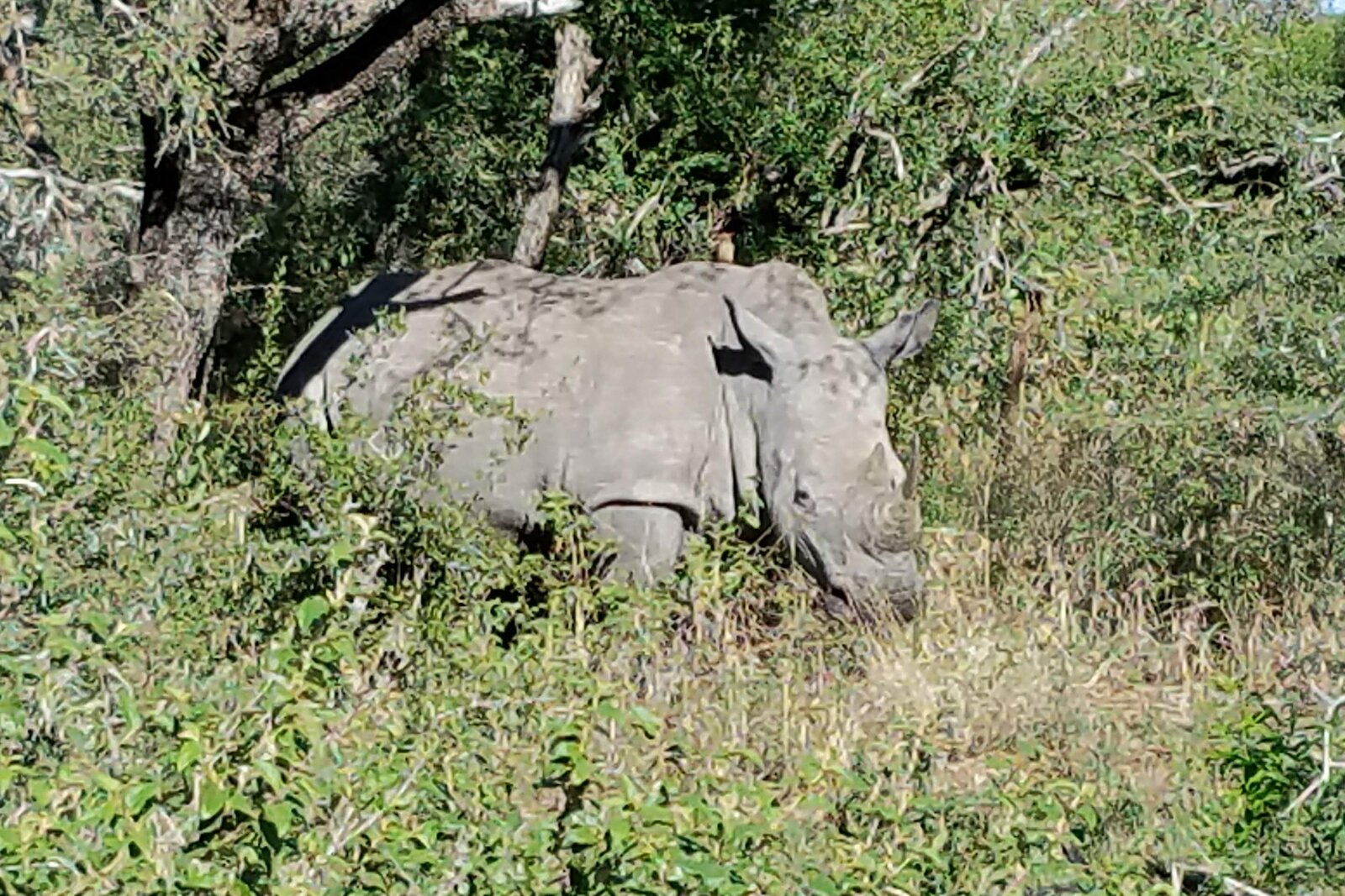 A white rhino in open bushveld