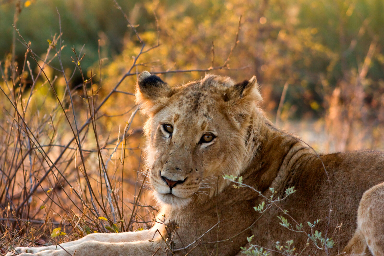 Lion pride on the plains of Kruger National Park