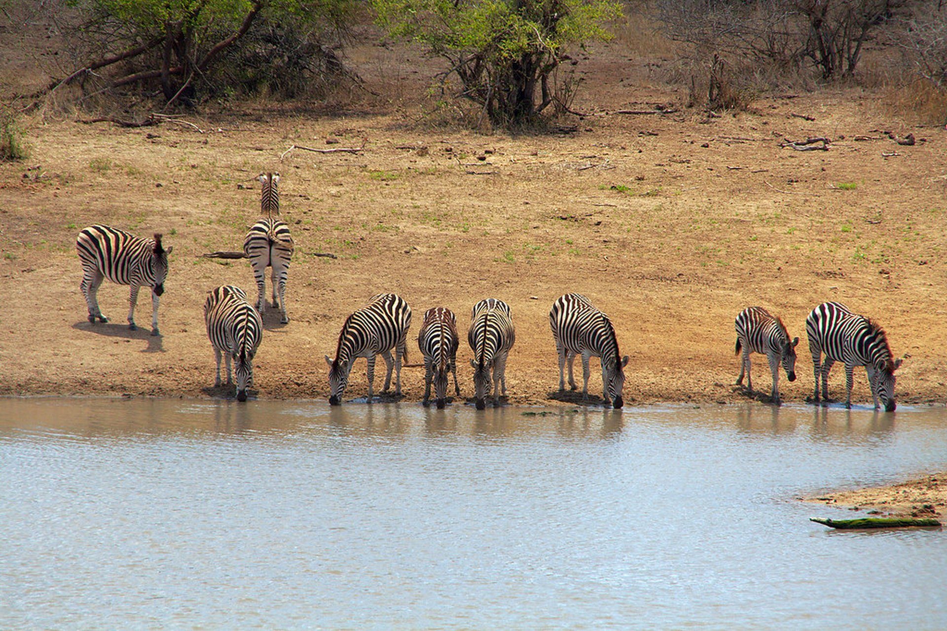 Wildlife gathering at a Kruger waterhole at dusk