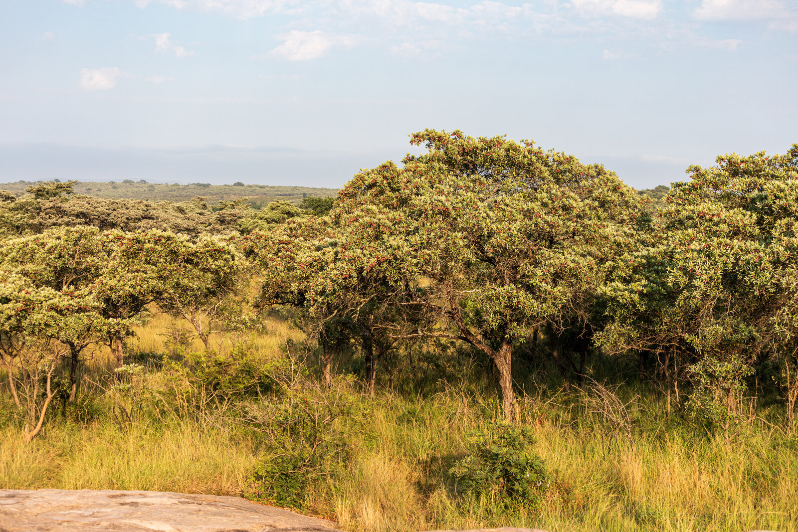 Open green bushveld on the road in from a gate