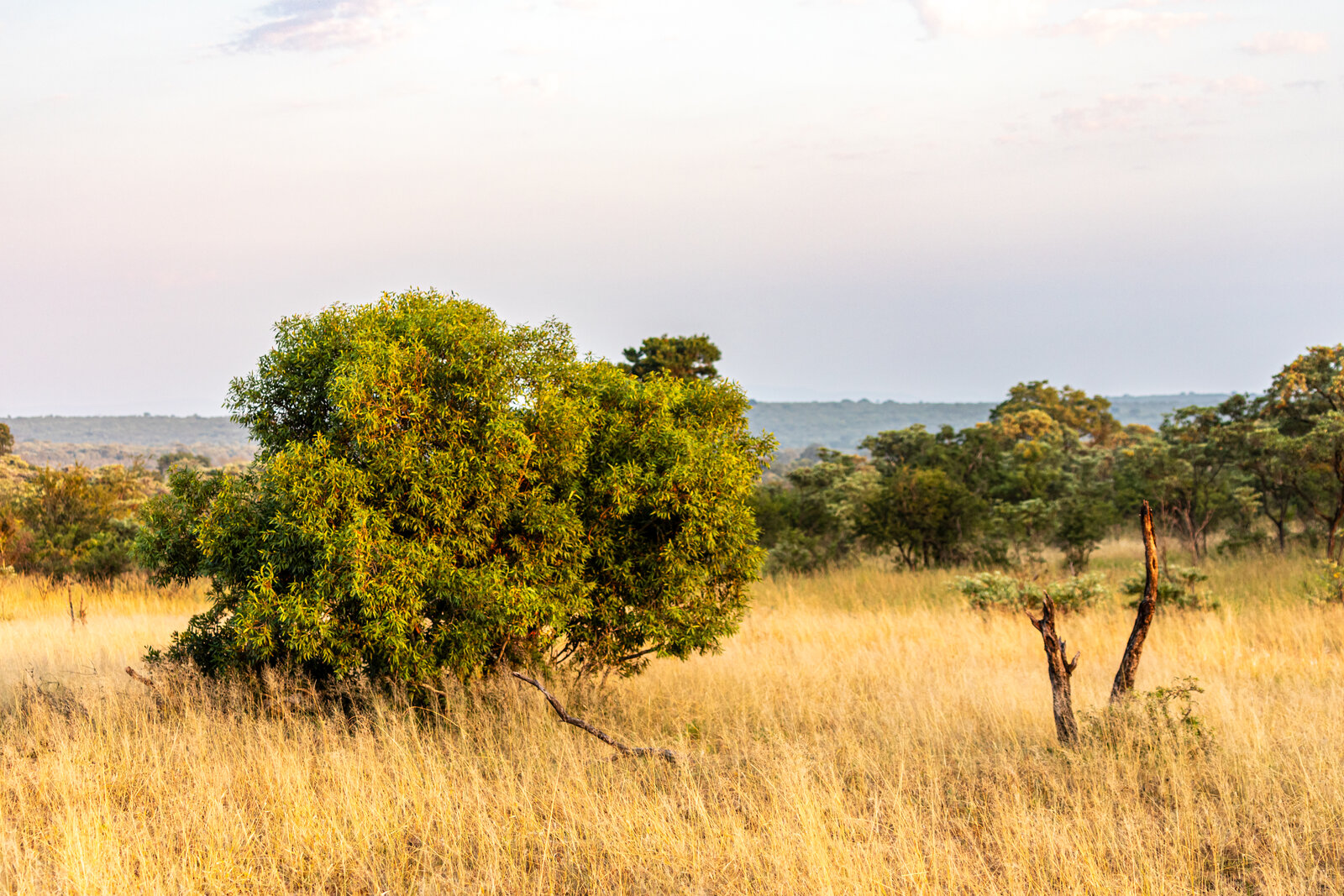 The open plains of central Kruger near the Orpen area