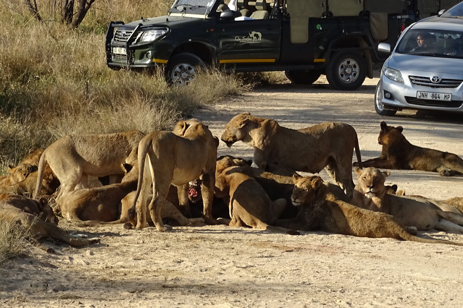 A lion in the early morning bushveld