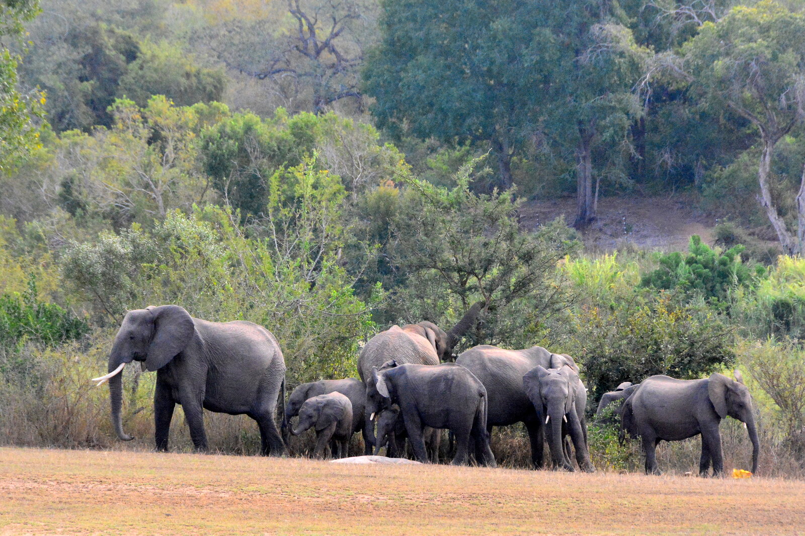 Elephants near the Sabie River in southern Kruger