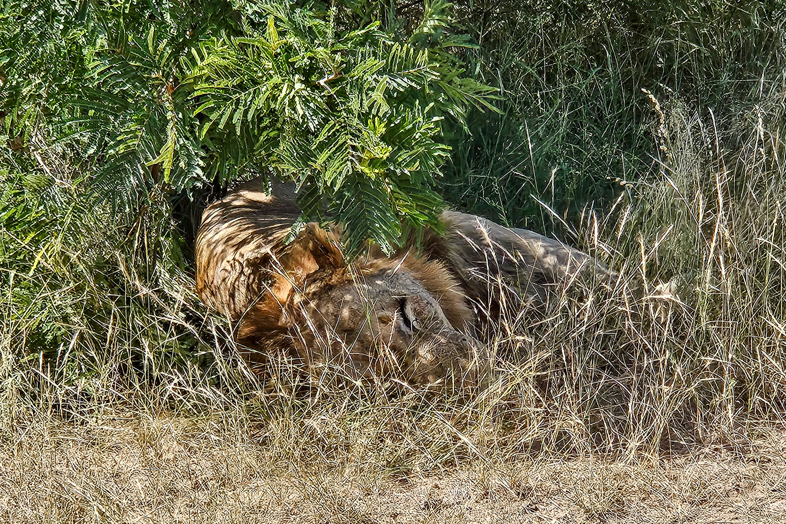 A lion on the open plains of central Kruger