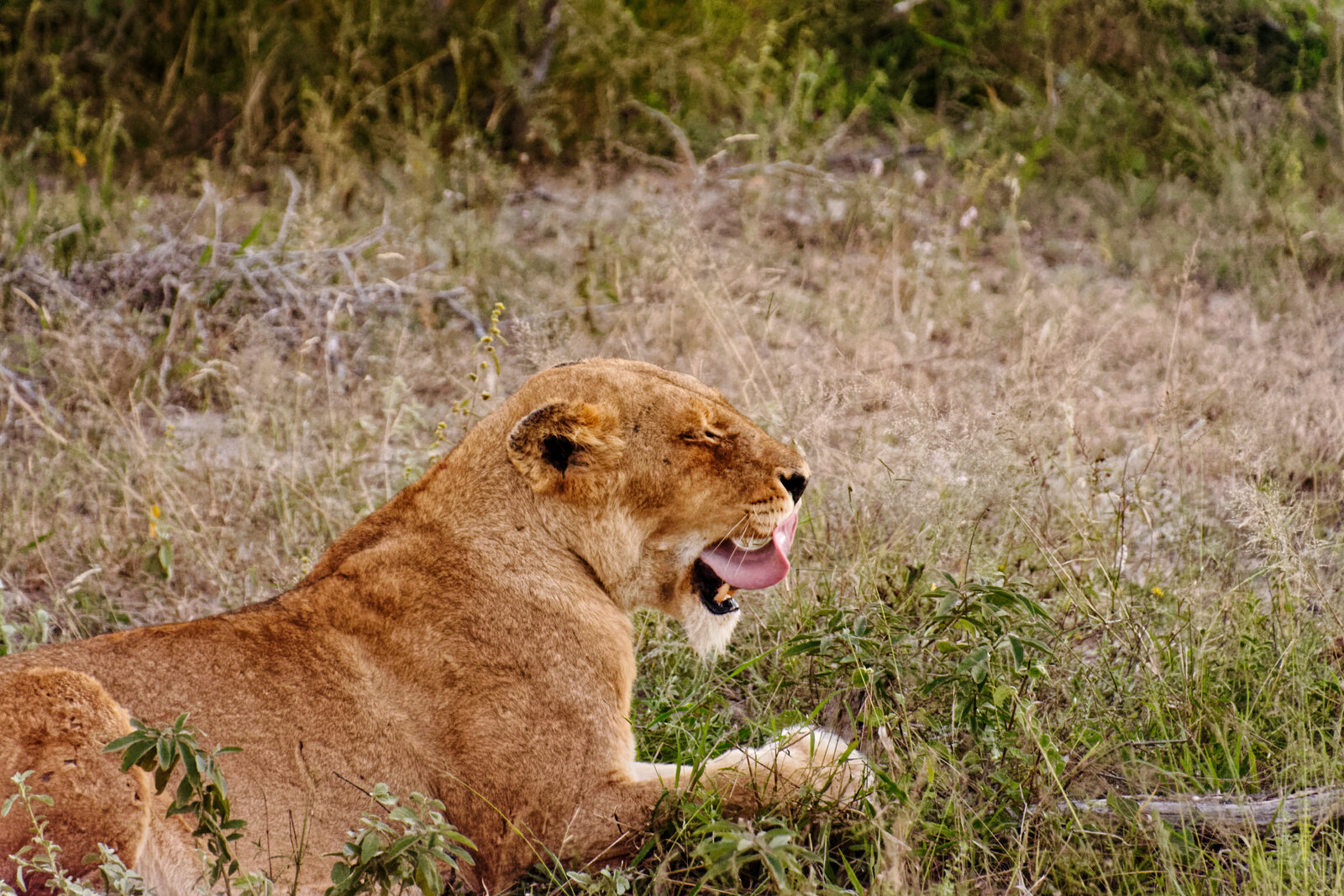 A lioness resting in golden grass