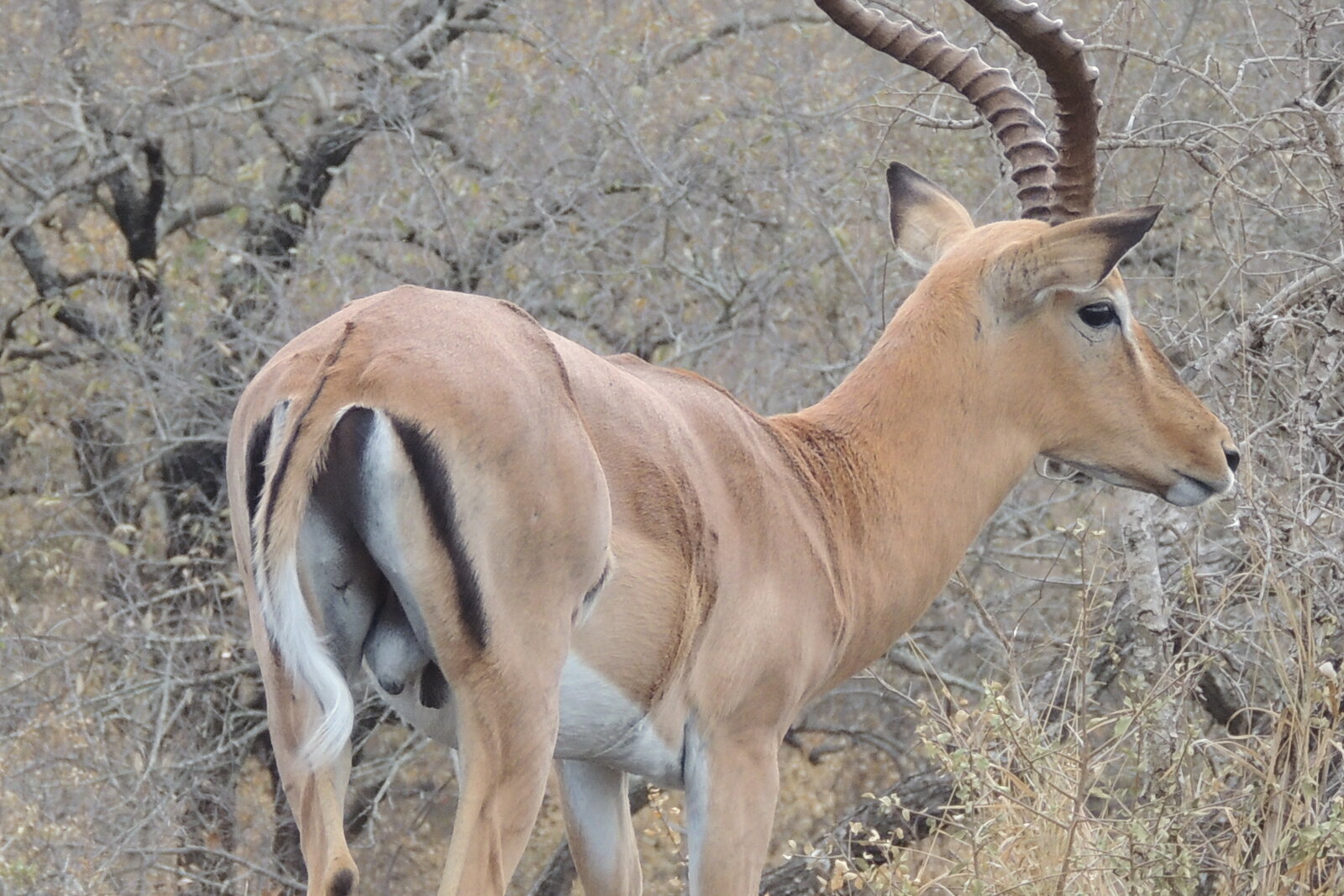 An impala ram in soft morning light