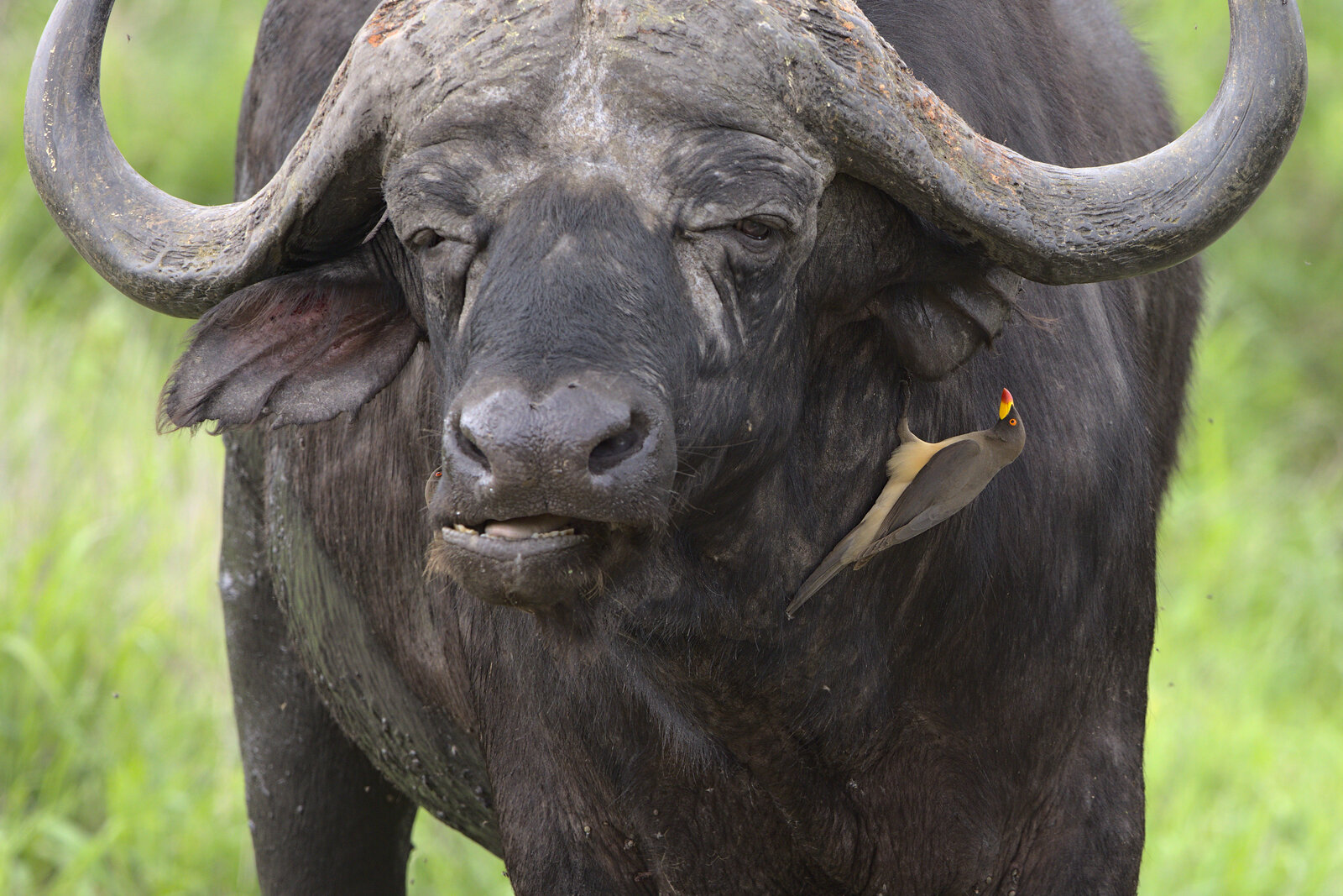 A buffalo staring directly at the camera