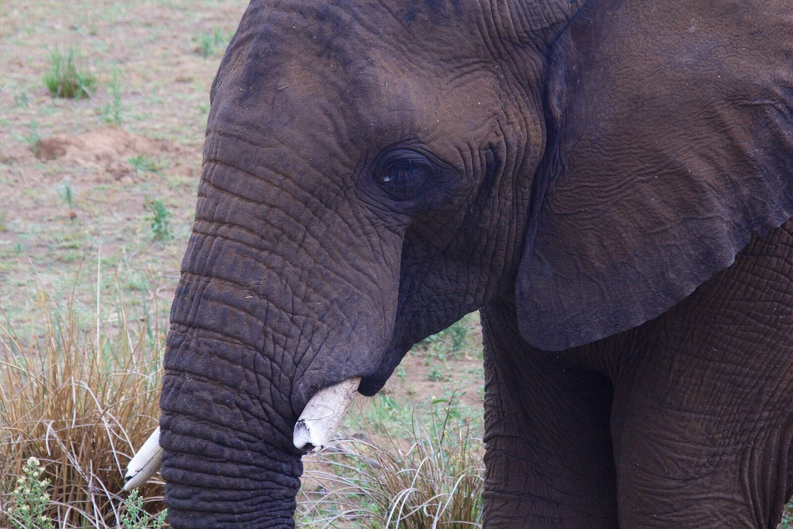 Elephant in Pilanesberg National Park