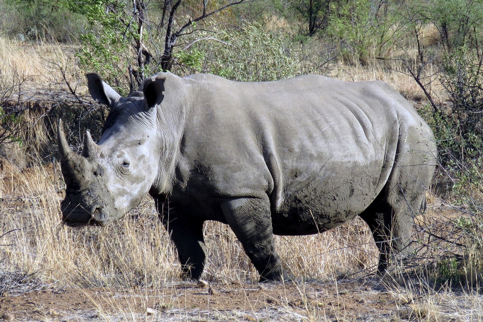 Rhino in Pilanesberg National Park