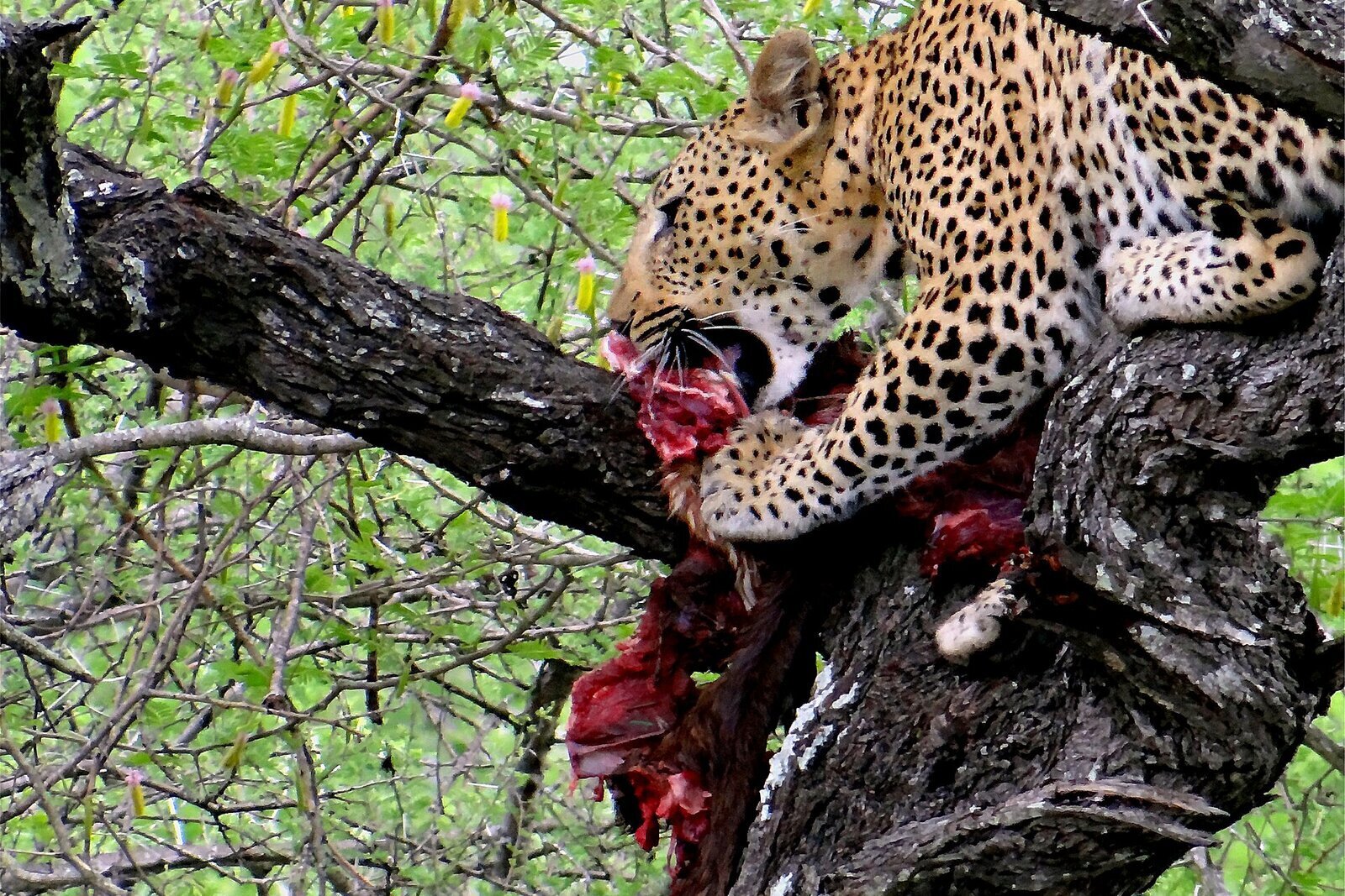 A leopard resting in a marula tree in Kruger National Park
