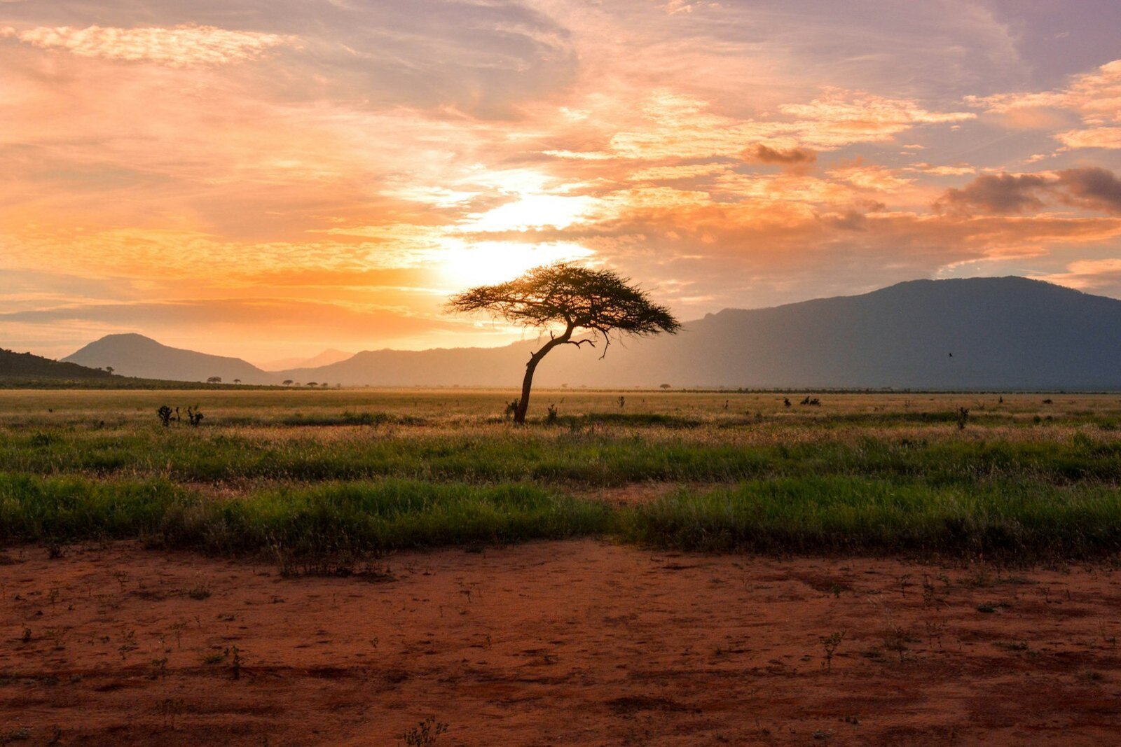 A lone acacia at golden hour on the African bushveld