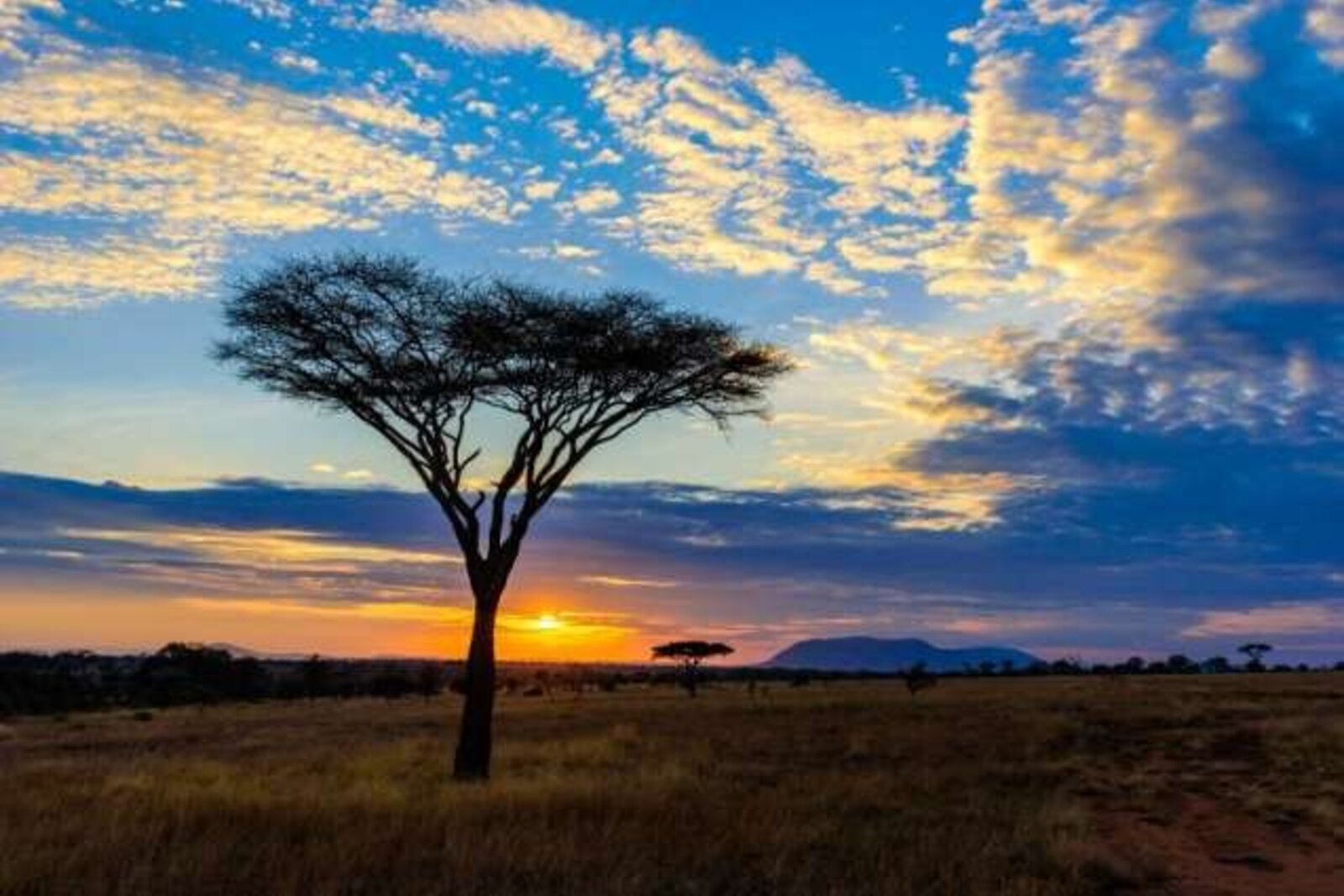 Dramatic skies over a lone acacia on the Serengeti plains