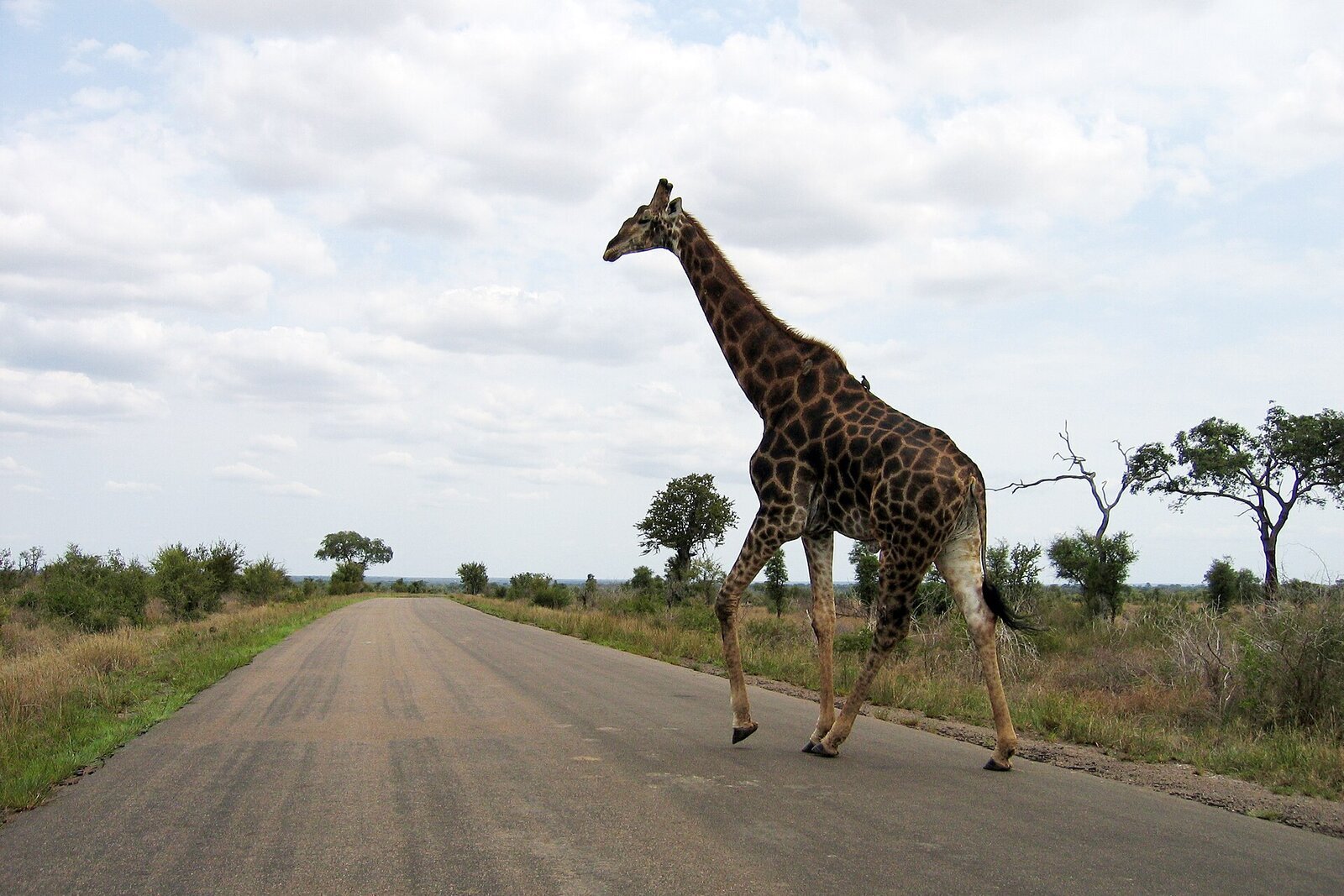 A giraffe crossing a road in Kruger National Park