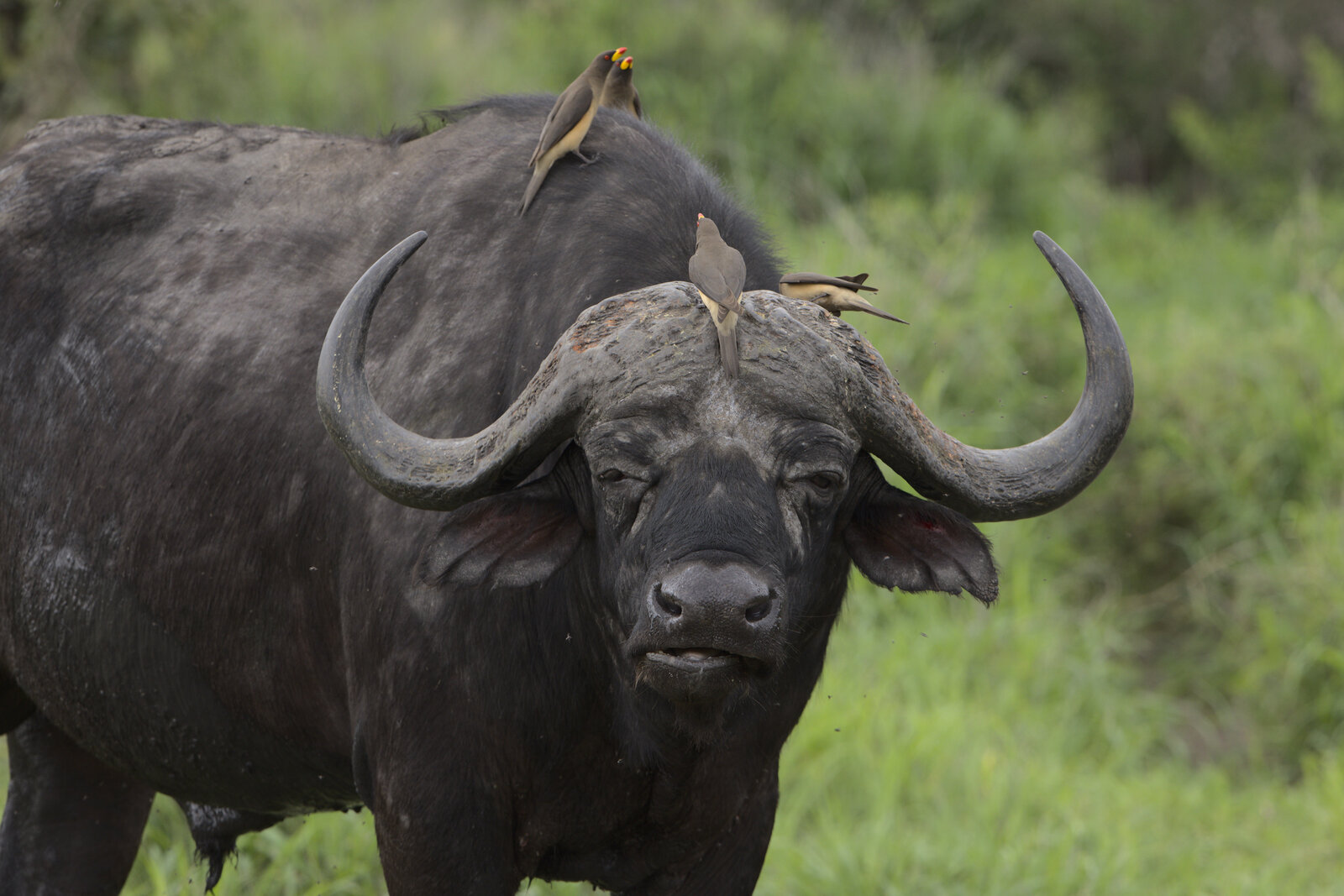 A buffalo seen from ground level in open country