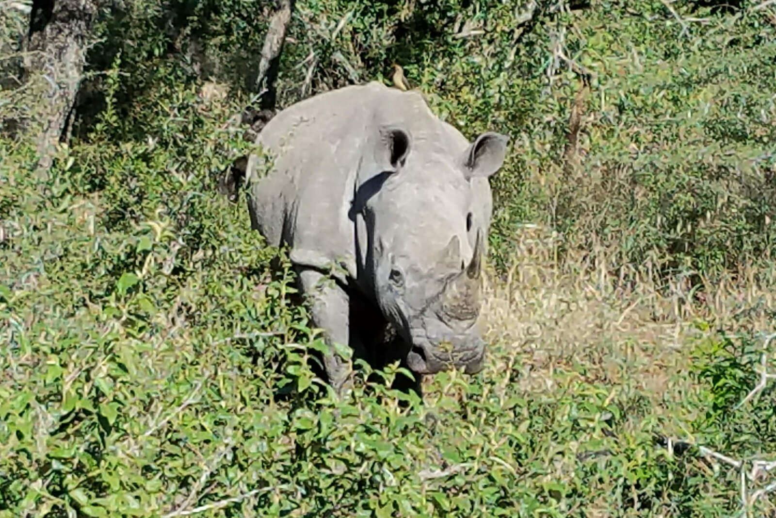 A rhino grazing in open bushveld