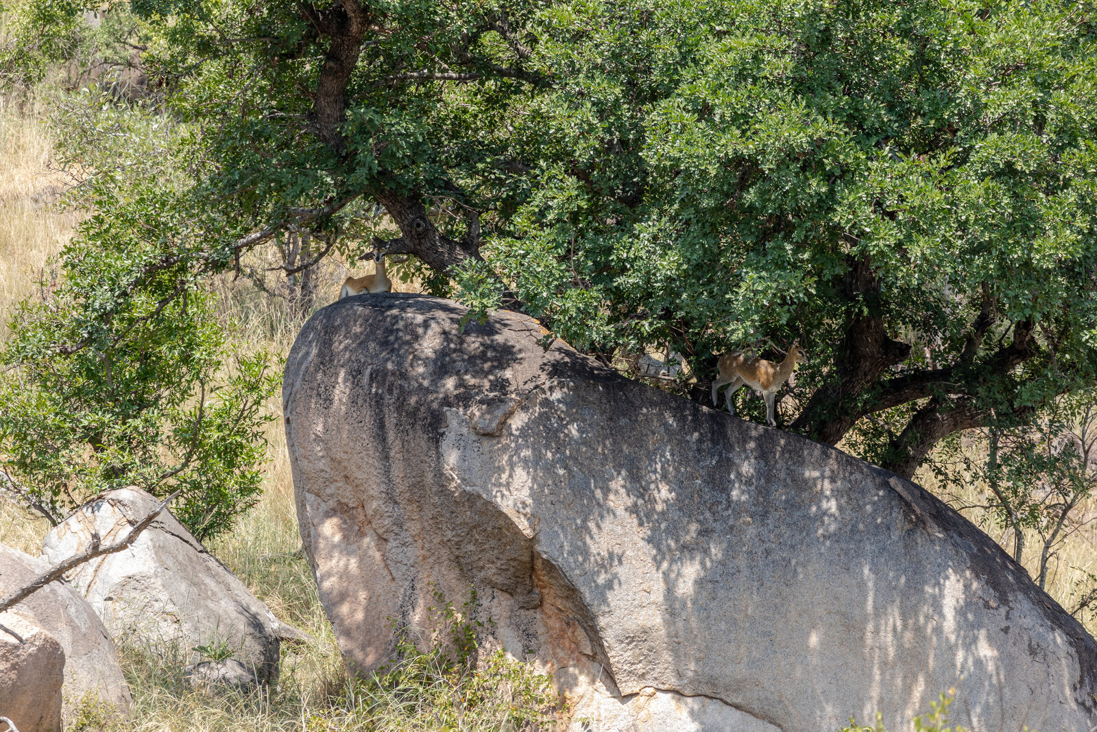 A rugged granite koppie in wild bushveld
