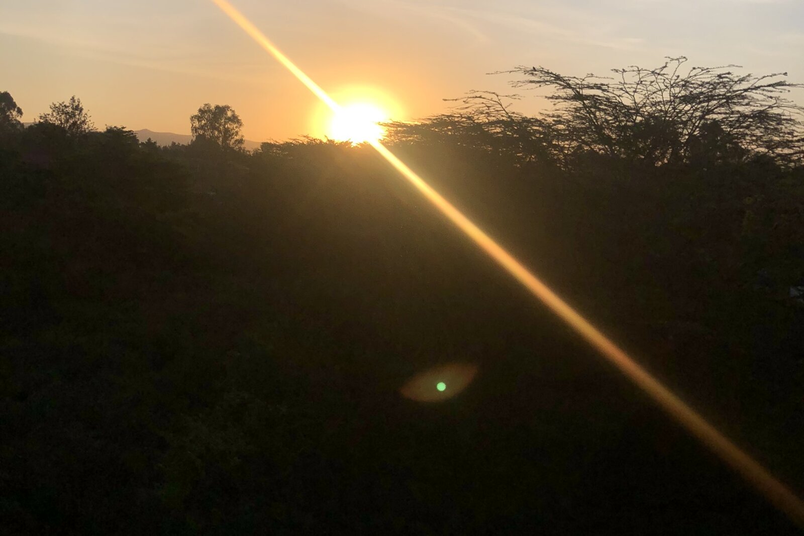 The sun flaring through a screen of trees