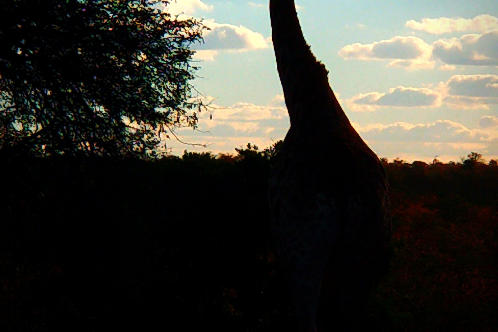 A giraffe silhouetted against a golden dusk sky in KwaZulu-Natal