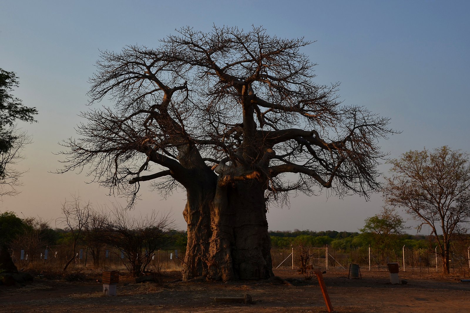 A baobab tree in the golden light of a KwaZulu-Natal reserve