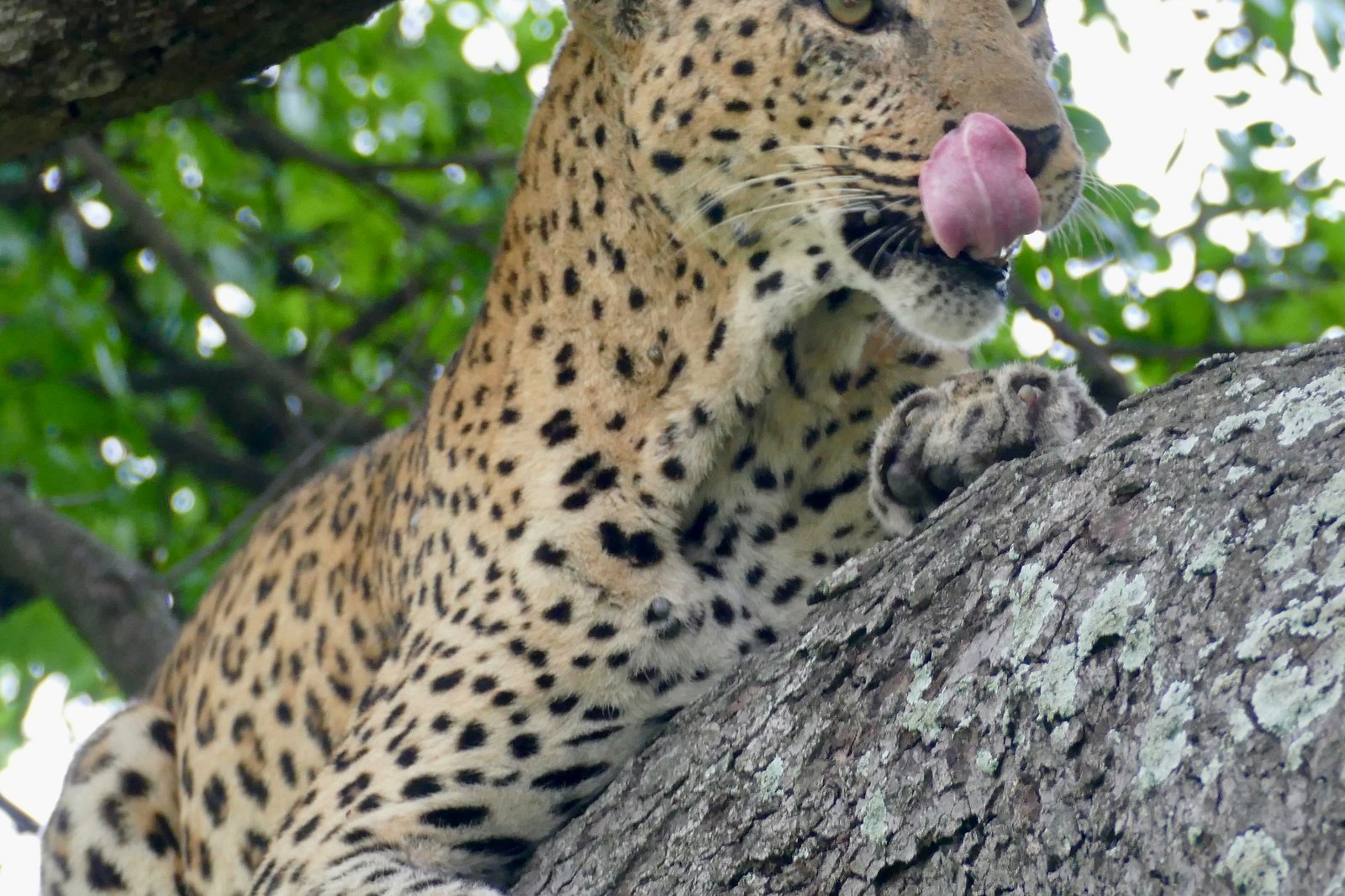 A leopard resting in a tree in a KwaZulu-Natal reserve