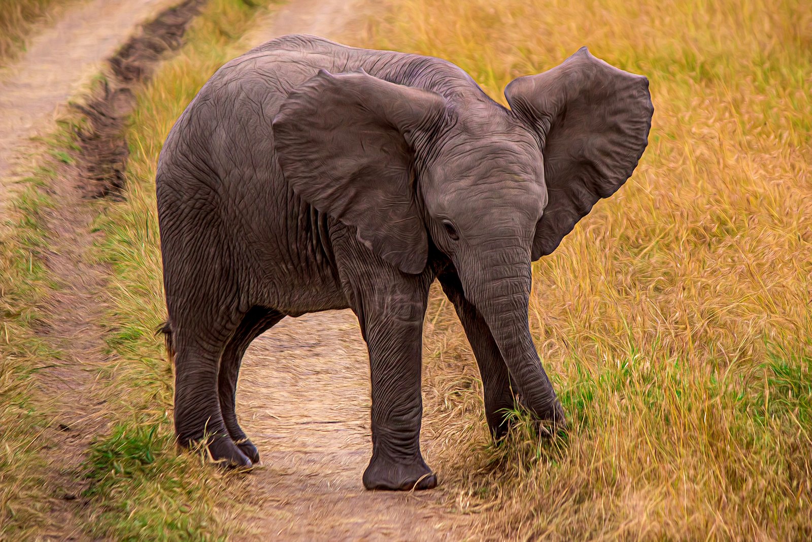 An elephant calf walking along a path in a KwaZulu-Natal reserve