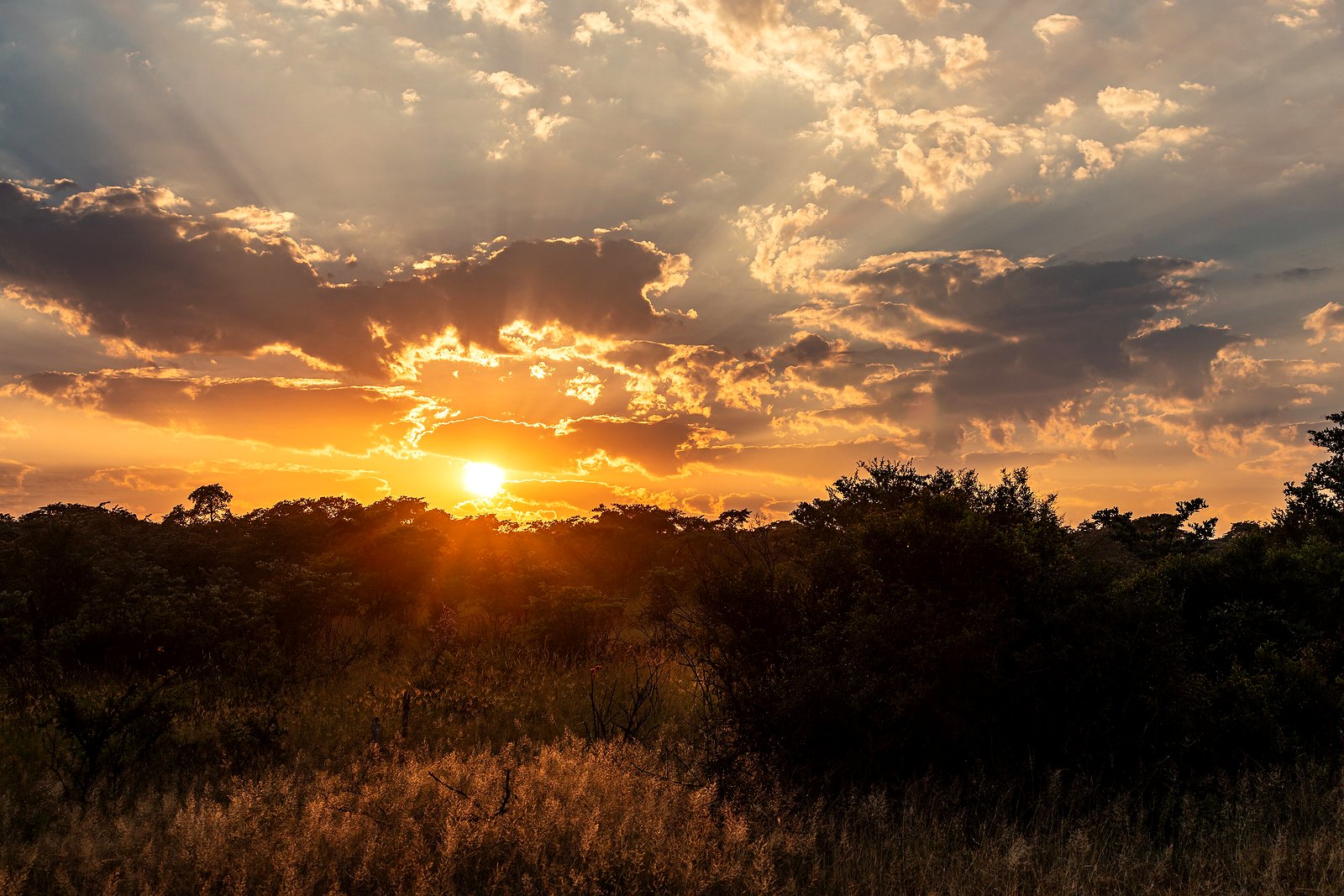 Golden sunrays over the African bush at sunset in KwaZulu-Natal