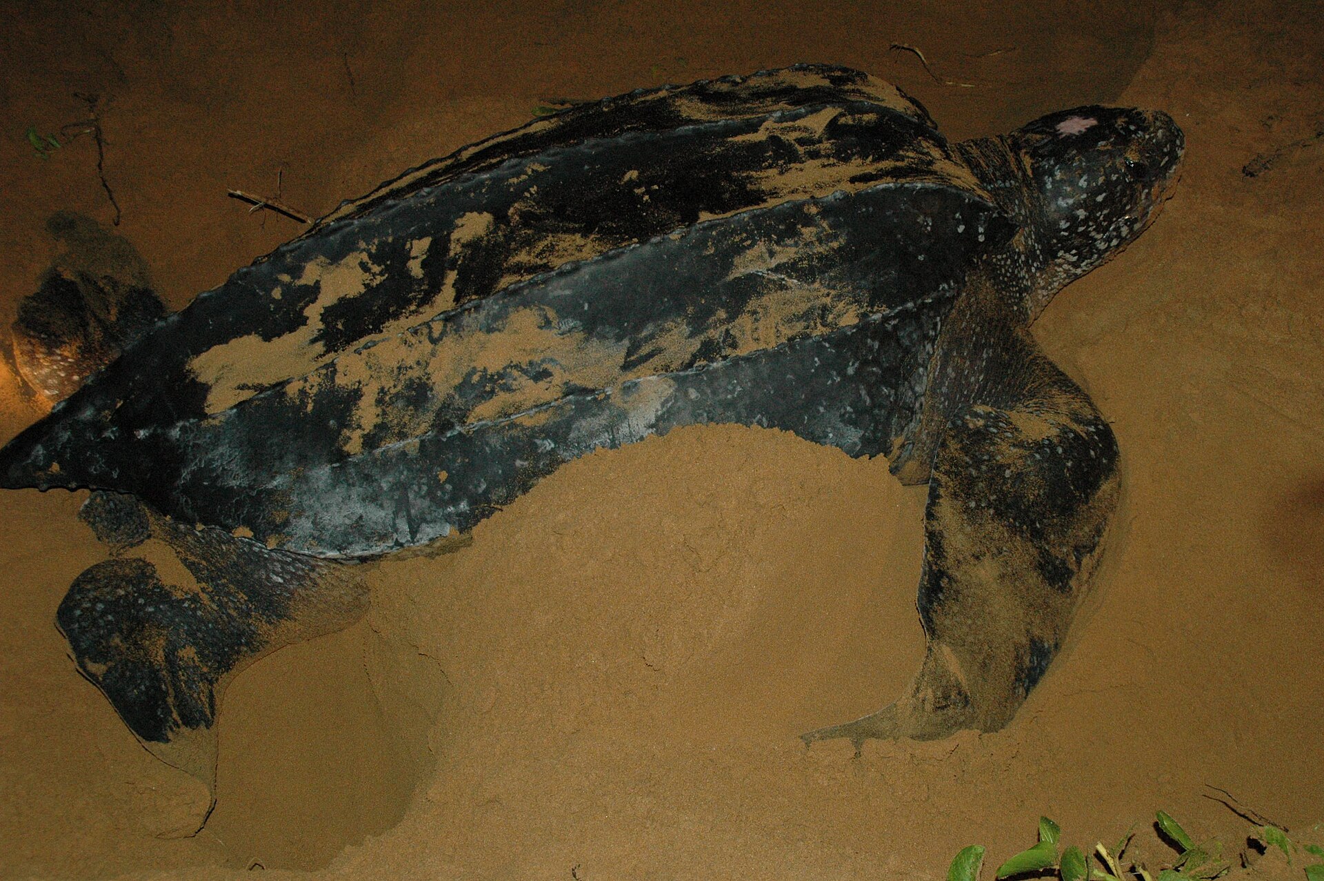A large sea turtle on the sand of a Maputaland beach at night