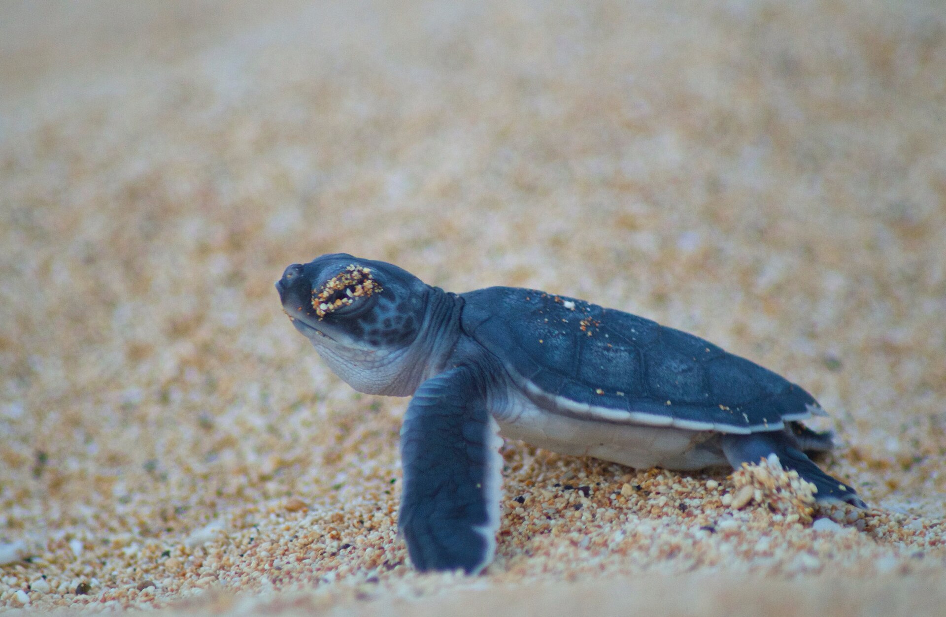A tiny sea turtle hatchling on the sand heading for the ocean