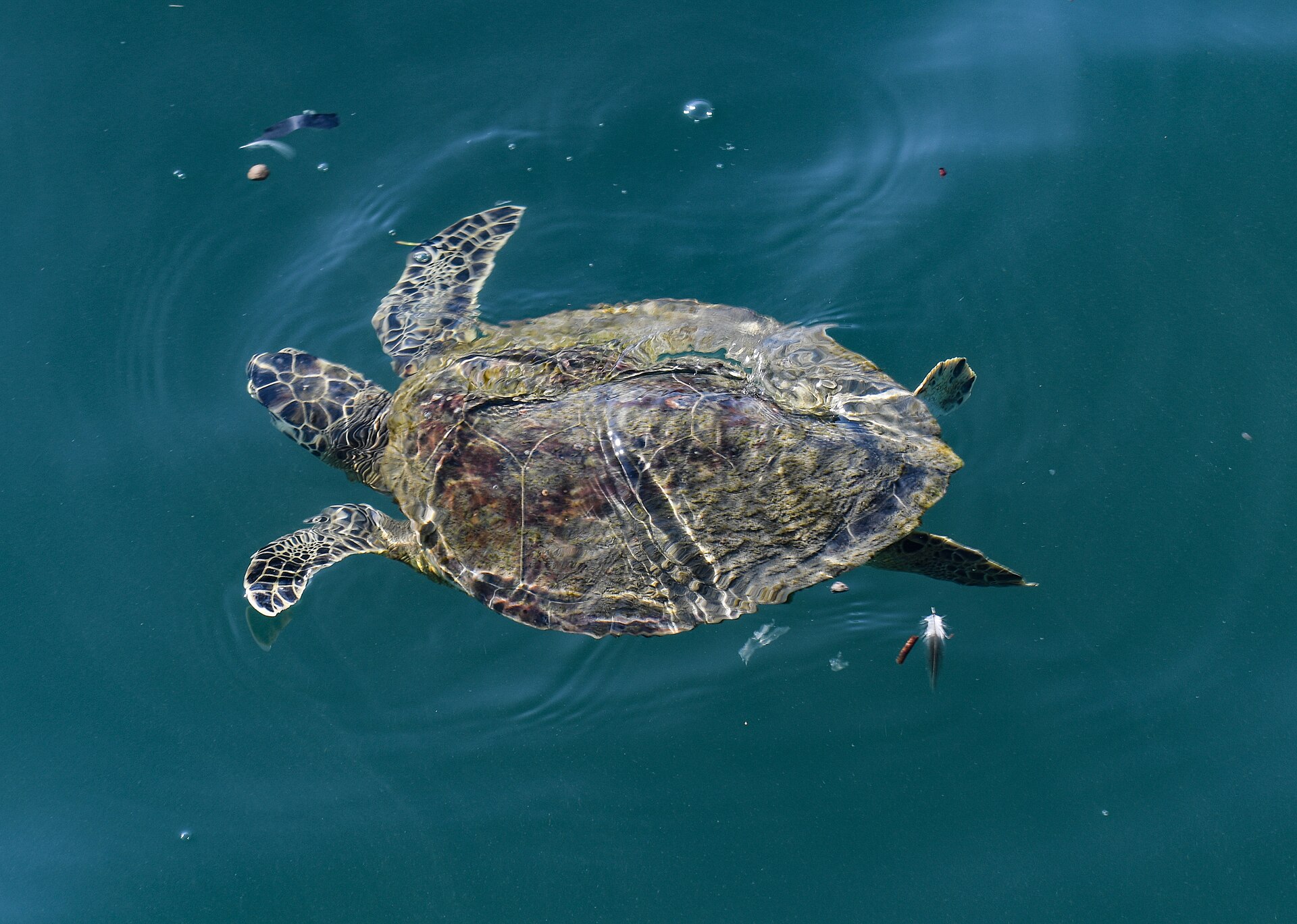 A green sea turtle swimming near the surface in clear blue water