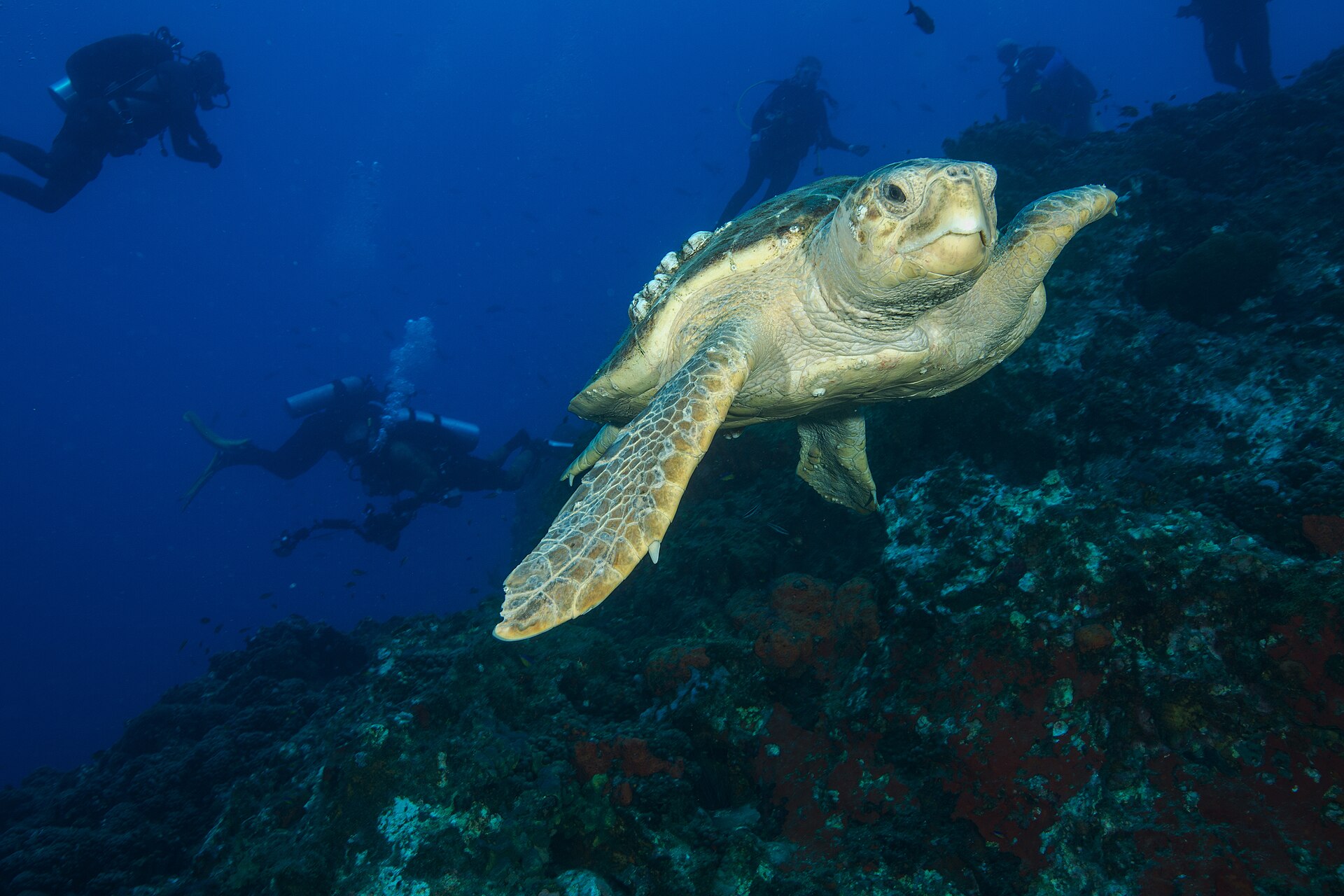 A sea turtle swimming underwater with divers on a Maputaland reef