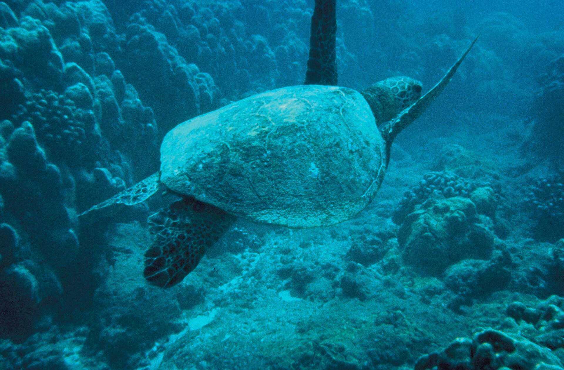 A green sea turtle swimming over a coral reef off the Maputaland coast