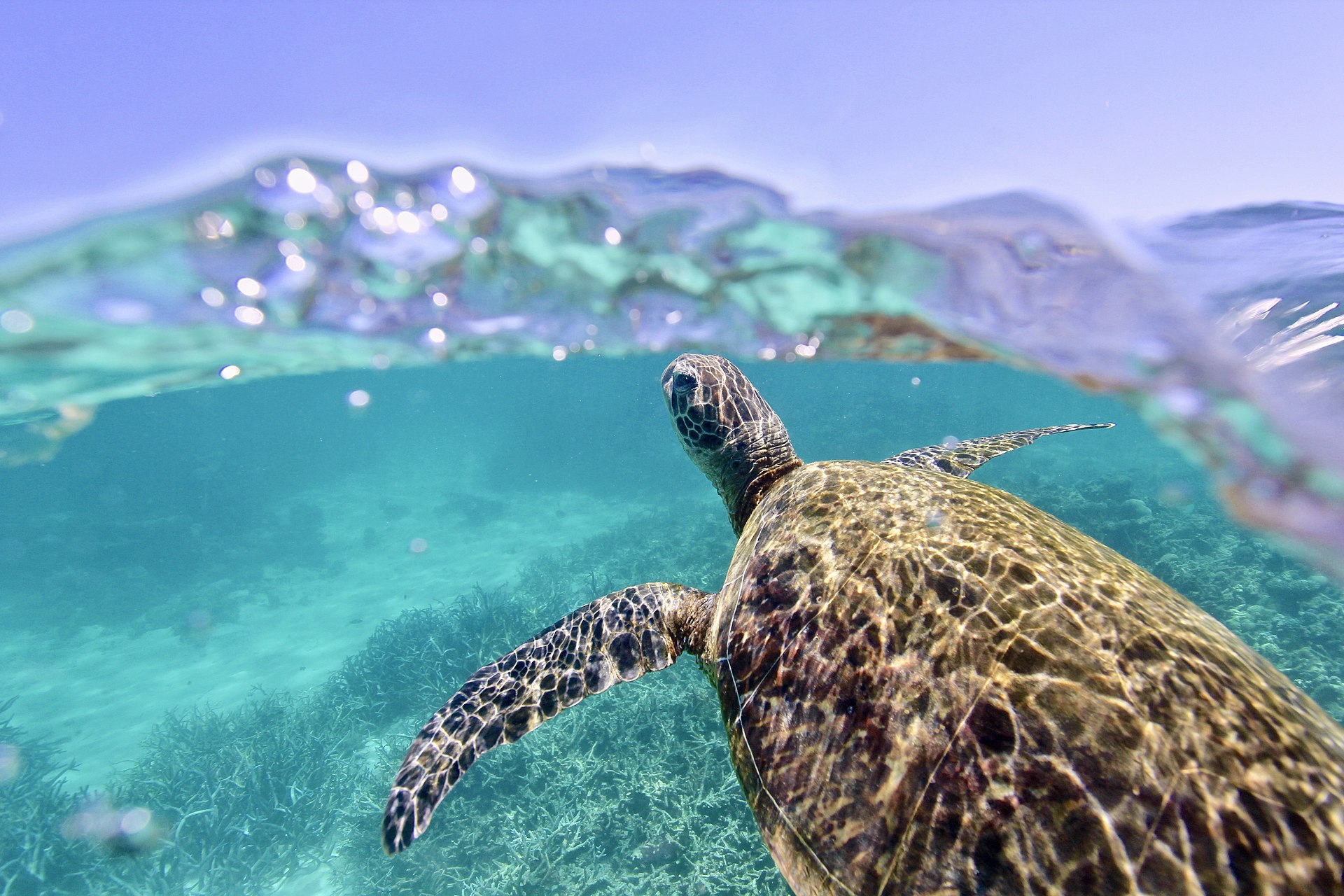 A green sea turtle swimming just below the surface in turquoise water