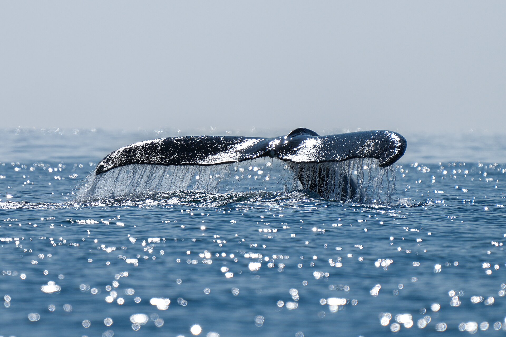 A humpback whale lifting its tail fluke off the KwaZulu-Natal coast