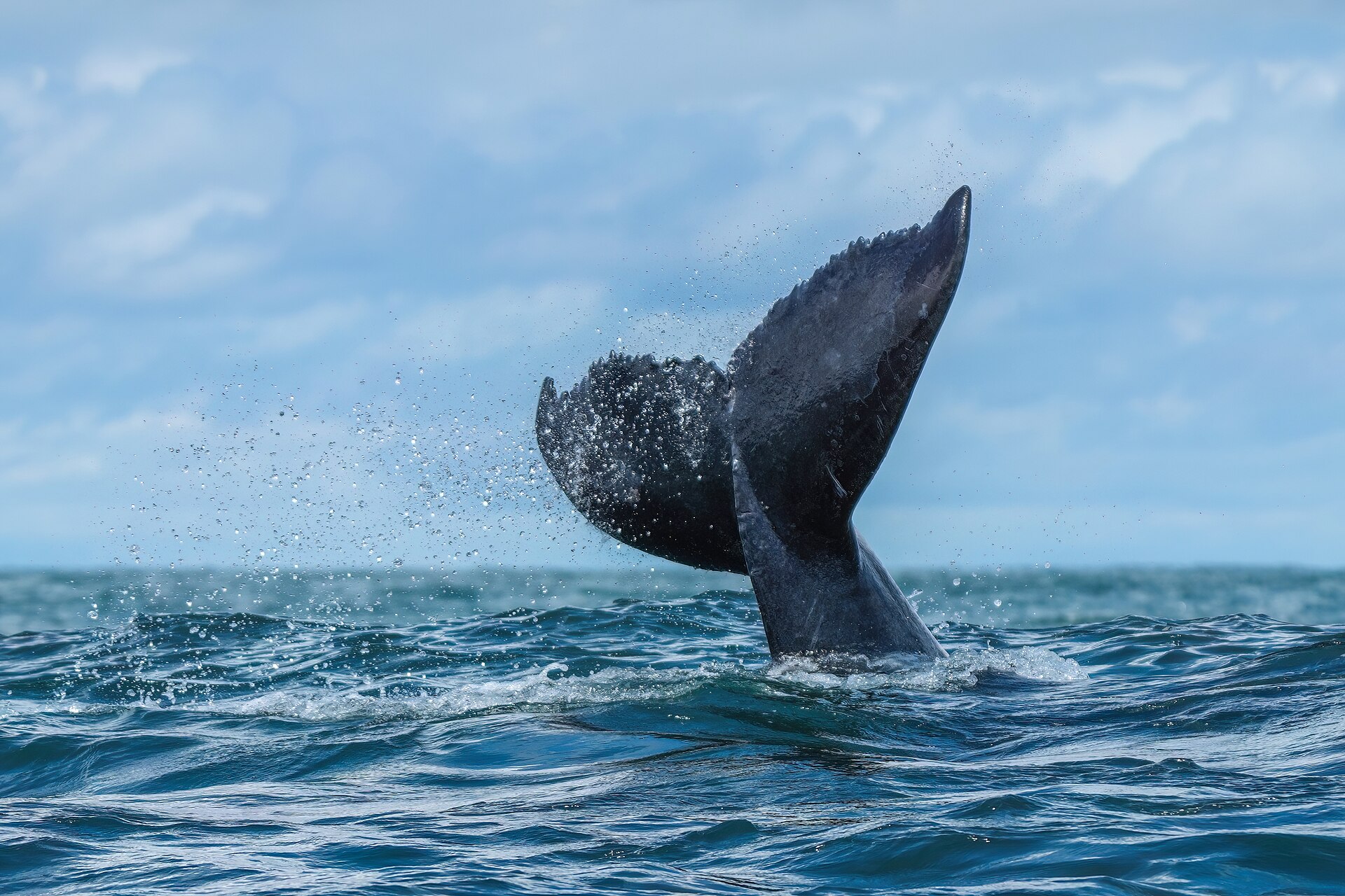 A humpback whale tail above the water off the Zululand coast